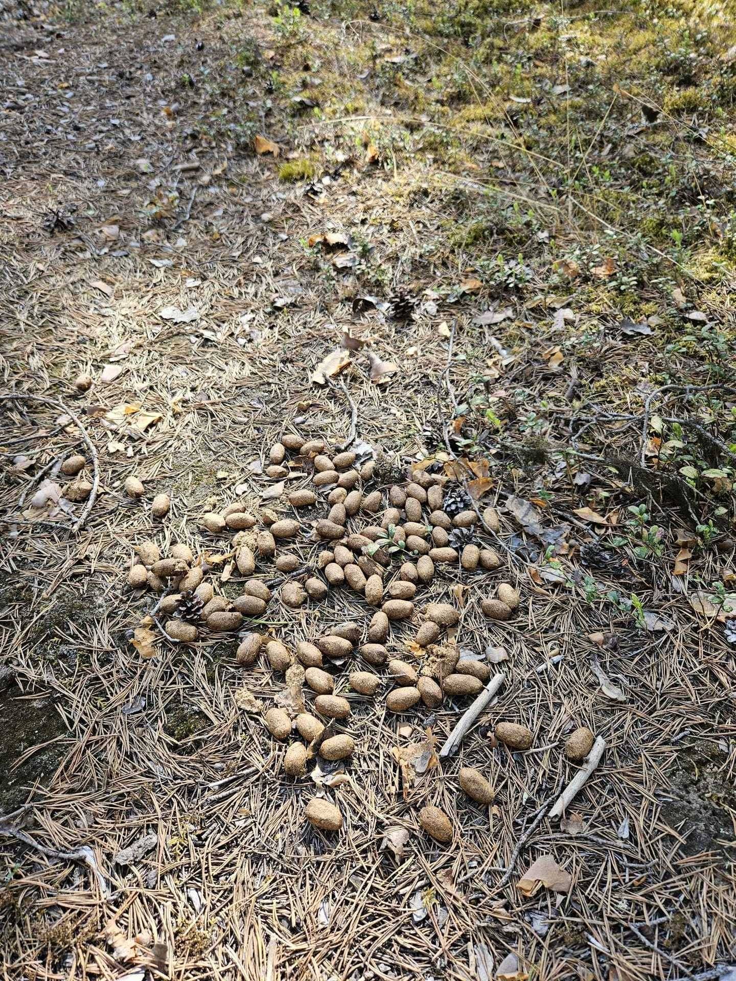 Gård med skogsbruk på Skog Lycksele Rusksele 2:42 Rusksele Lycksele kommun - bild 7