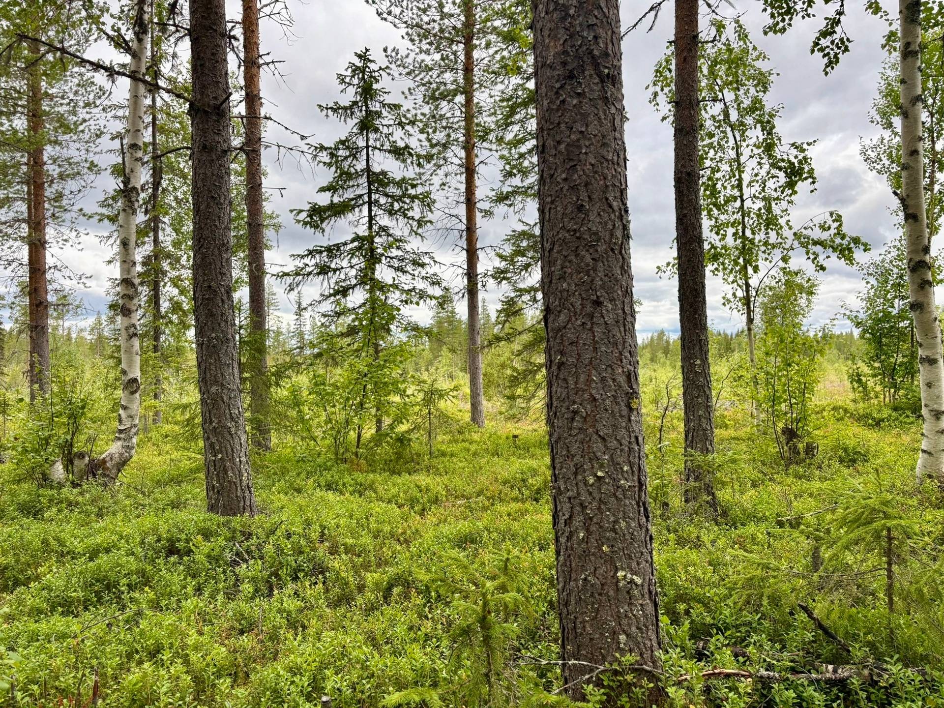 Gård/skog på Björksele 1:44 Lycksele kommun - bild 10