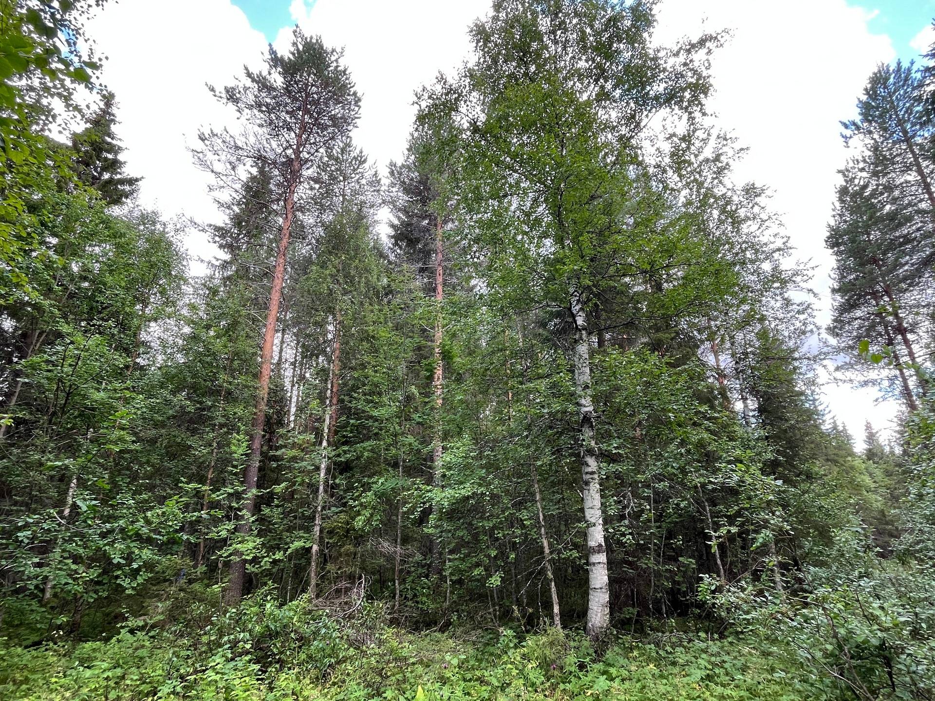 Gård/skog på Korpikylä Haparanda kommun - bild 16