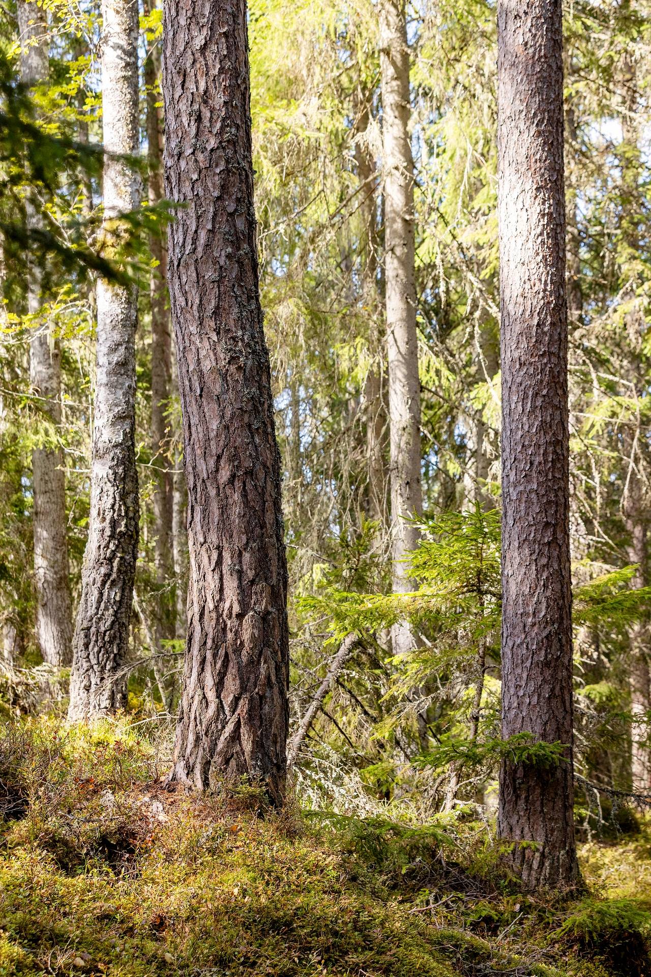 190 m² Gård med jordbruk på Djupviksängen Askersunds kommun - bild 34
