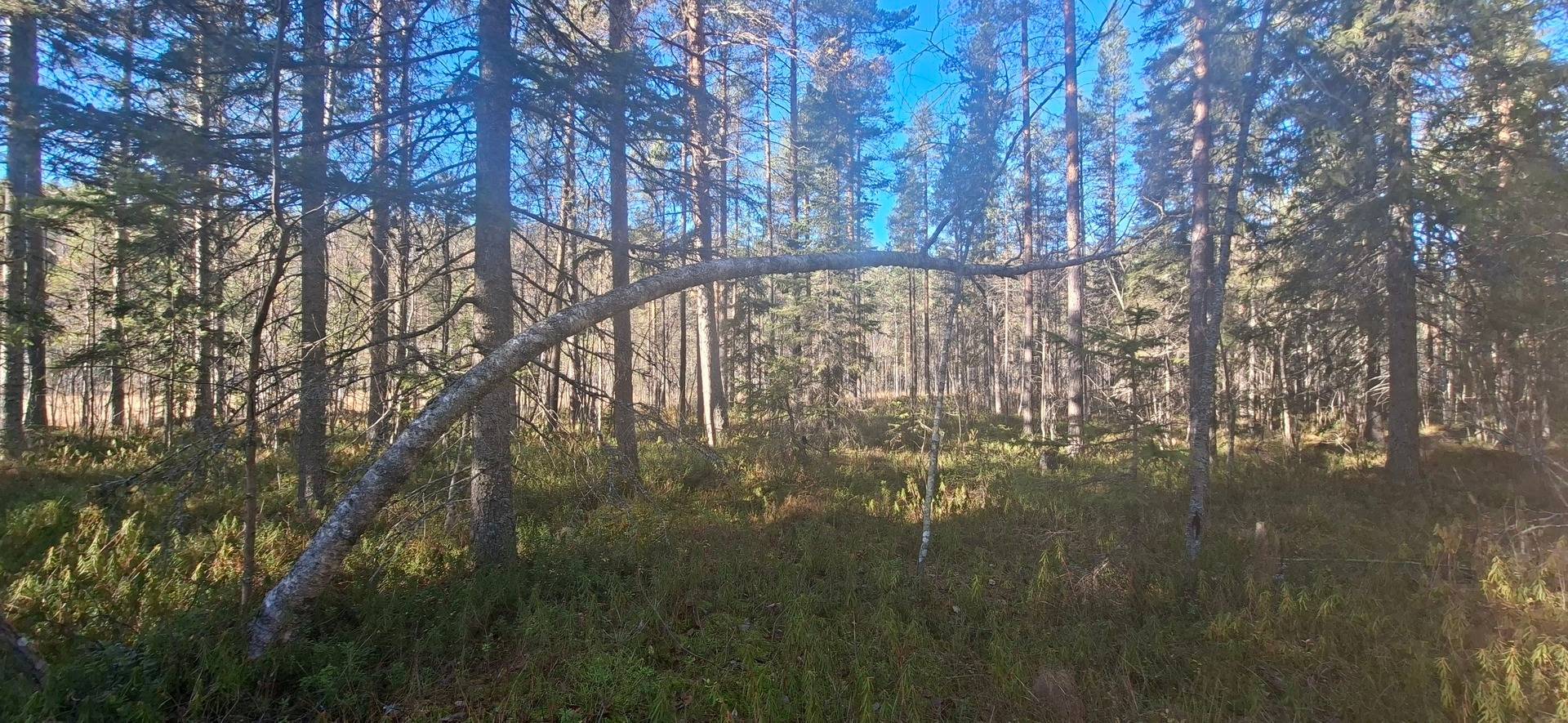 Gård med skogsbruk på Älvsbyn högheden 8:4, 8:5 & Piteå Björkheden 1:6 Älvsbyn Älvsbyns kommun - bild 7