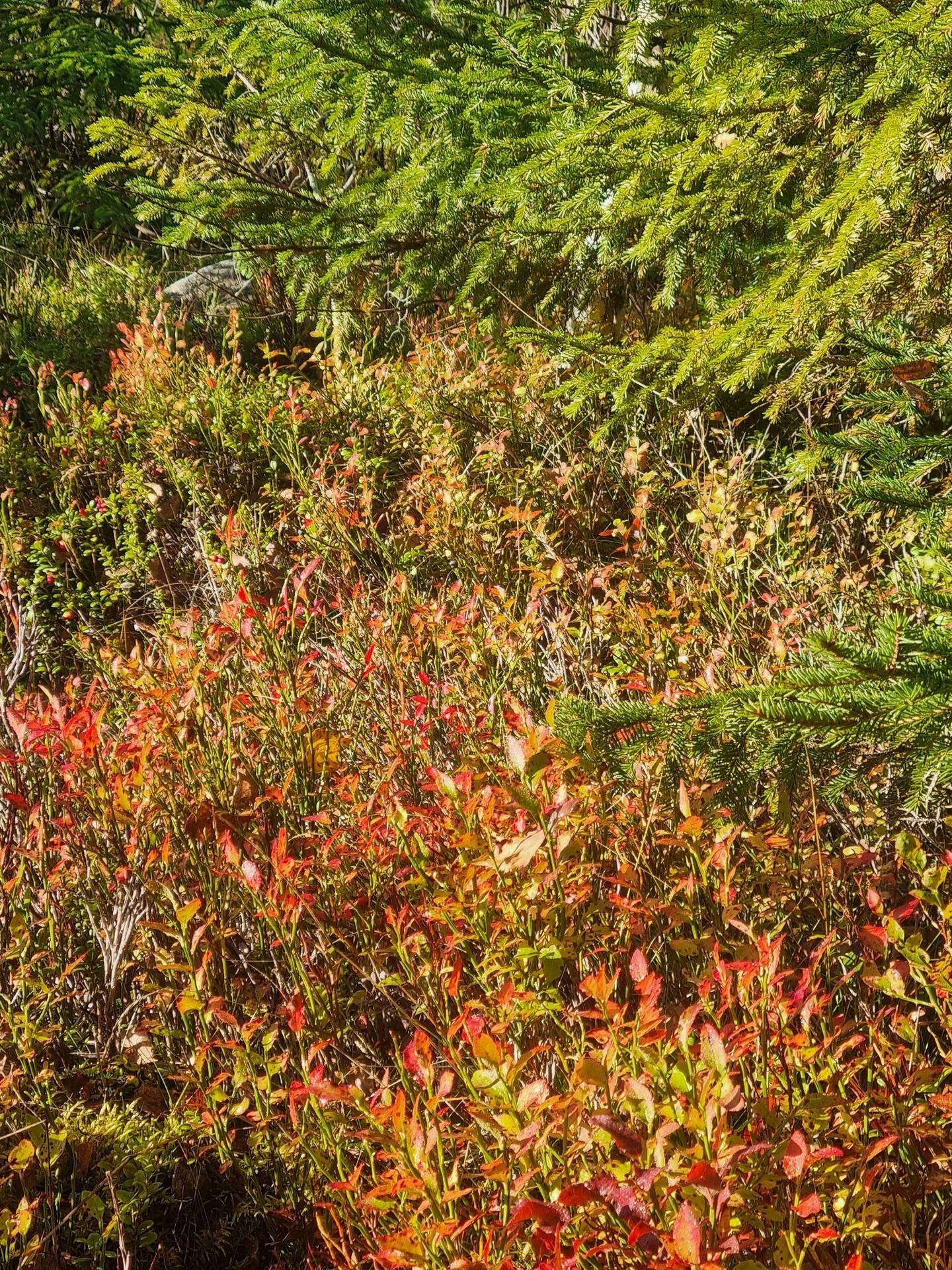 Gård med skogsbruk på NORDMALING GRÄSMYR 3:17 Nordmalings kommun - bild 8