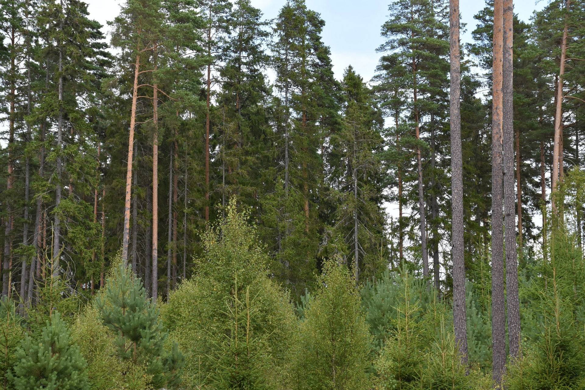 Gård med skogsbruk på Asby Släna 1 Dädesjö Växjö kommun - bild 22