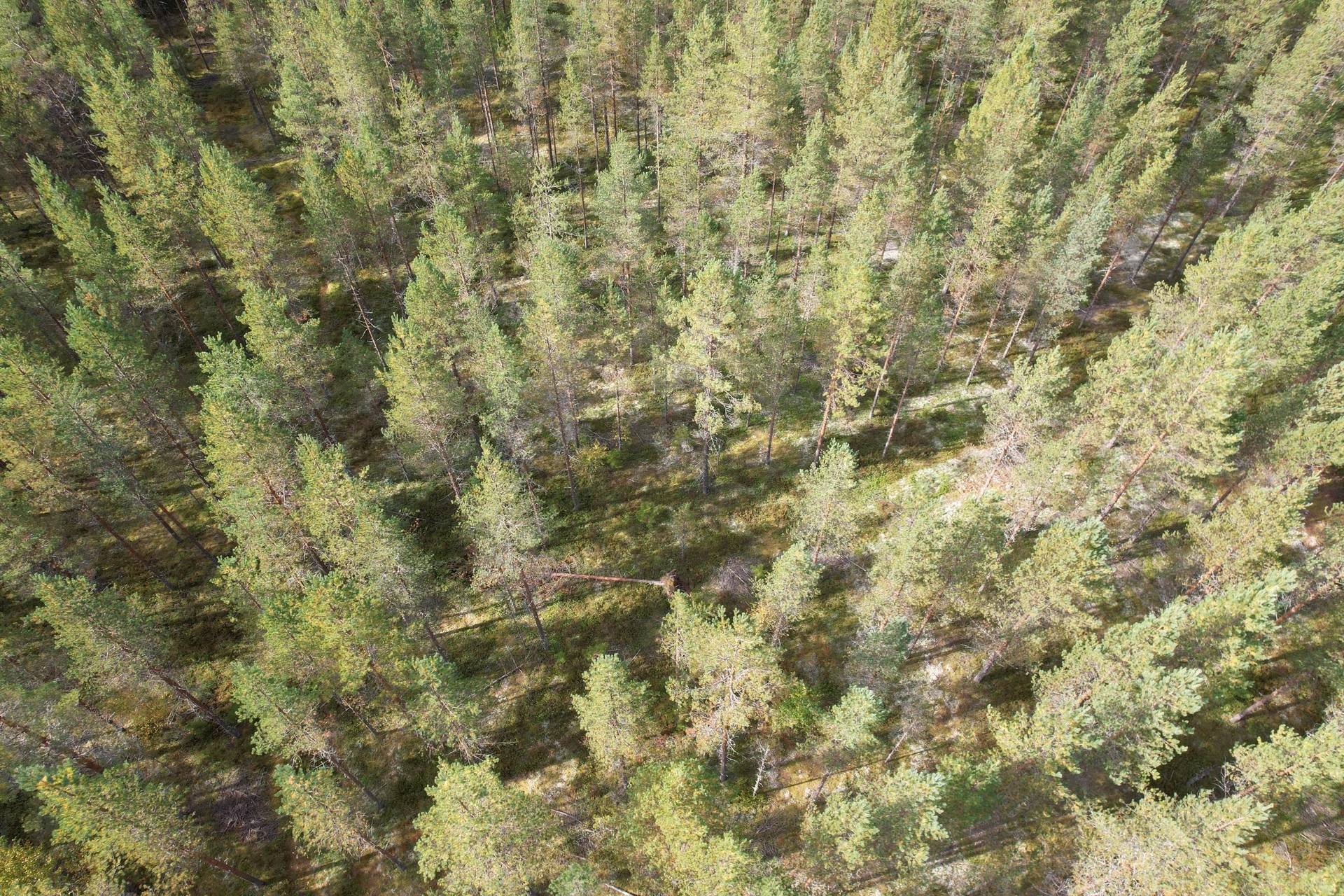6 rum Gård med jordbruk på Mullsjö 85 Nordmalings kommun - bild 48