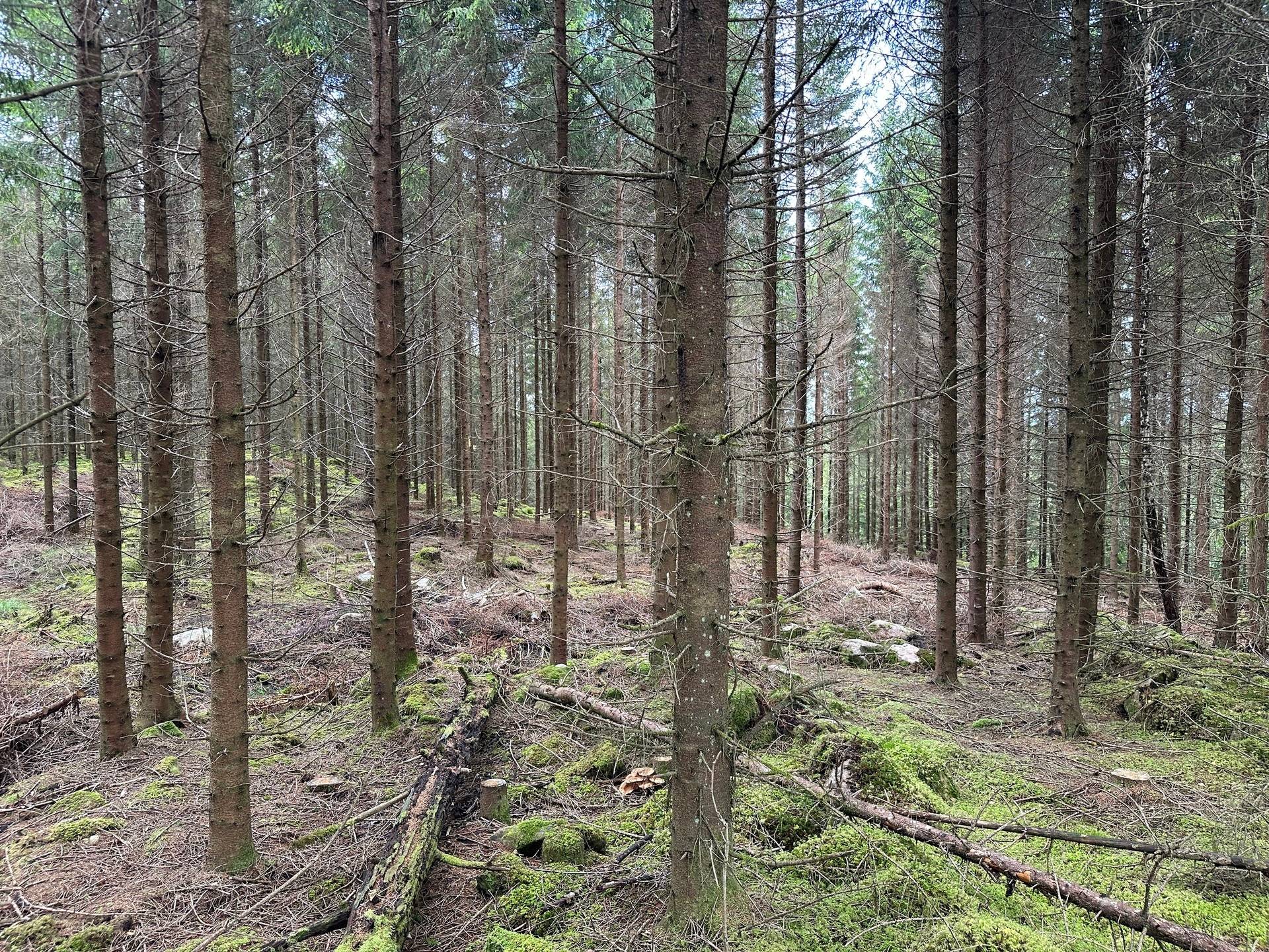 Gård med skogsbruk på MARK ANABÄCKSHULT 2:14 Anabäckshult Marks kommun - bild 39