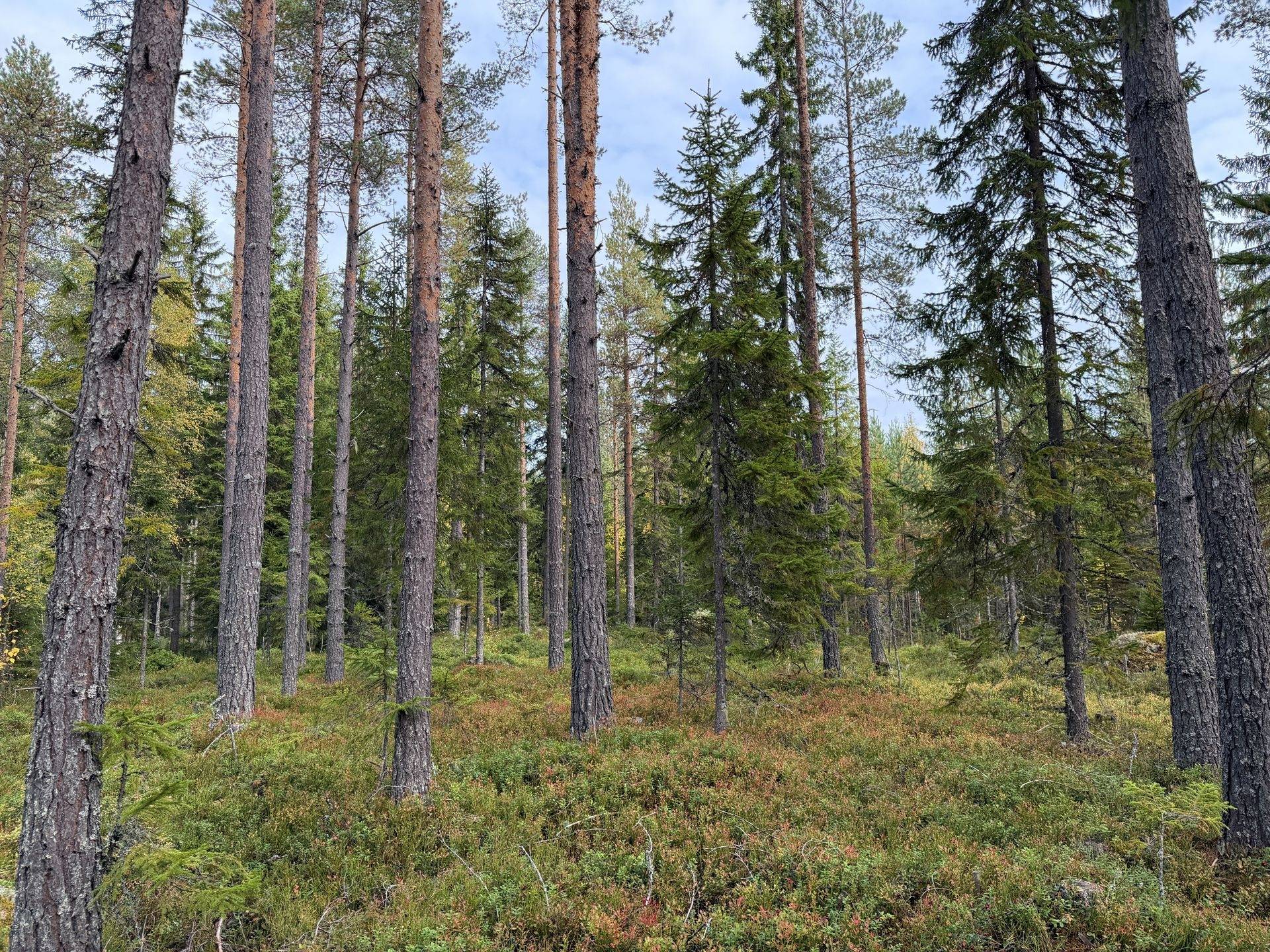 Gård/skog på Limbäck 89:3 Våmhus Mora kommun - bild 35