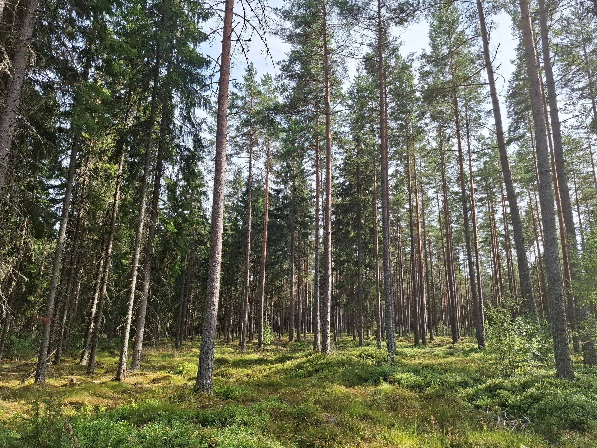 Gård med skogsbruk Jönköping Jönköpings kommun - bild 6