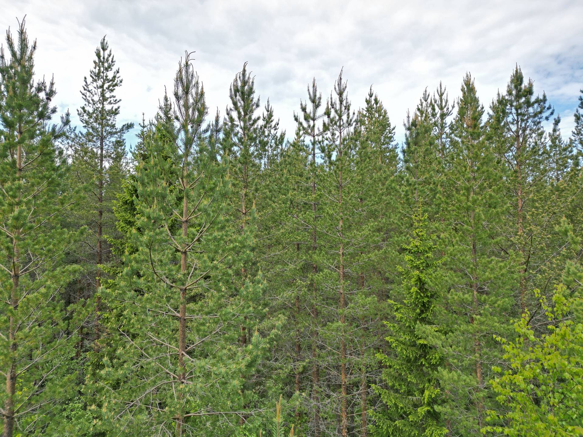 gård/skog på Klintsjön Ånäset, Robertsfors kommun - bild 1