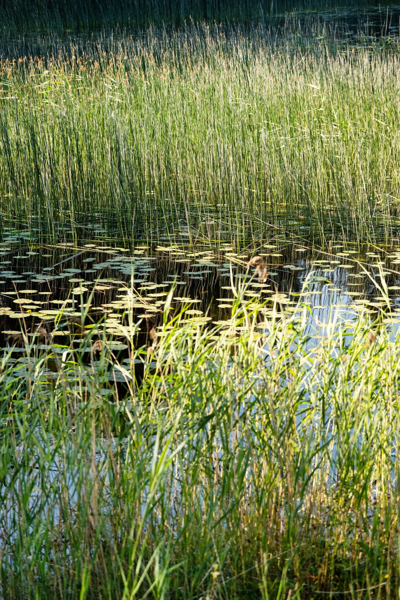 Gård/skog på Nedre Gärdsjö Västra sjövägen 108 Nedre Gärdsjö Rättviks kommun - bild 36