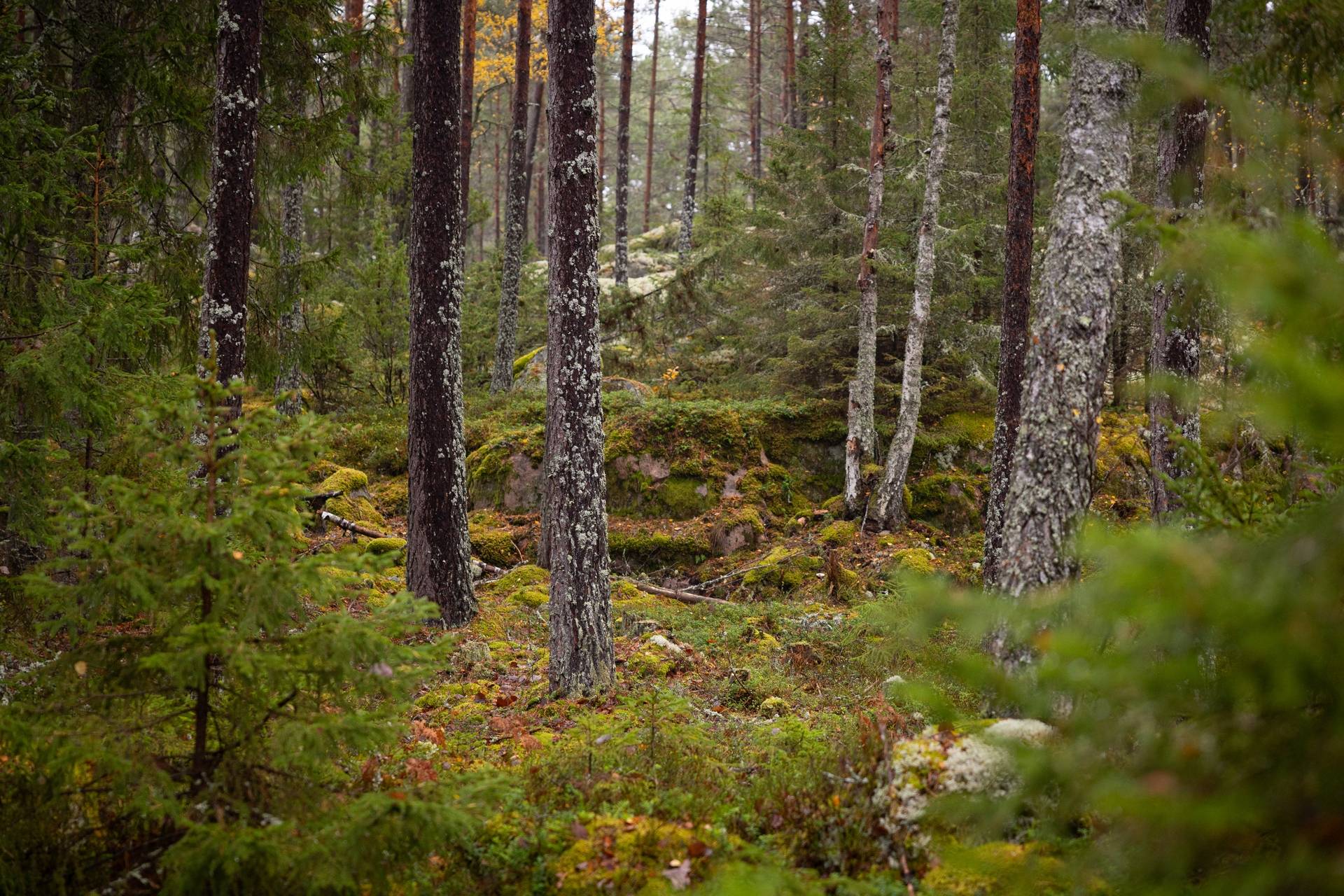 Gård/skog på Uddberga Sörby Sparreholm vid Båven Flens kommun - bild 23