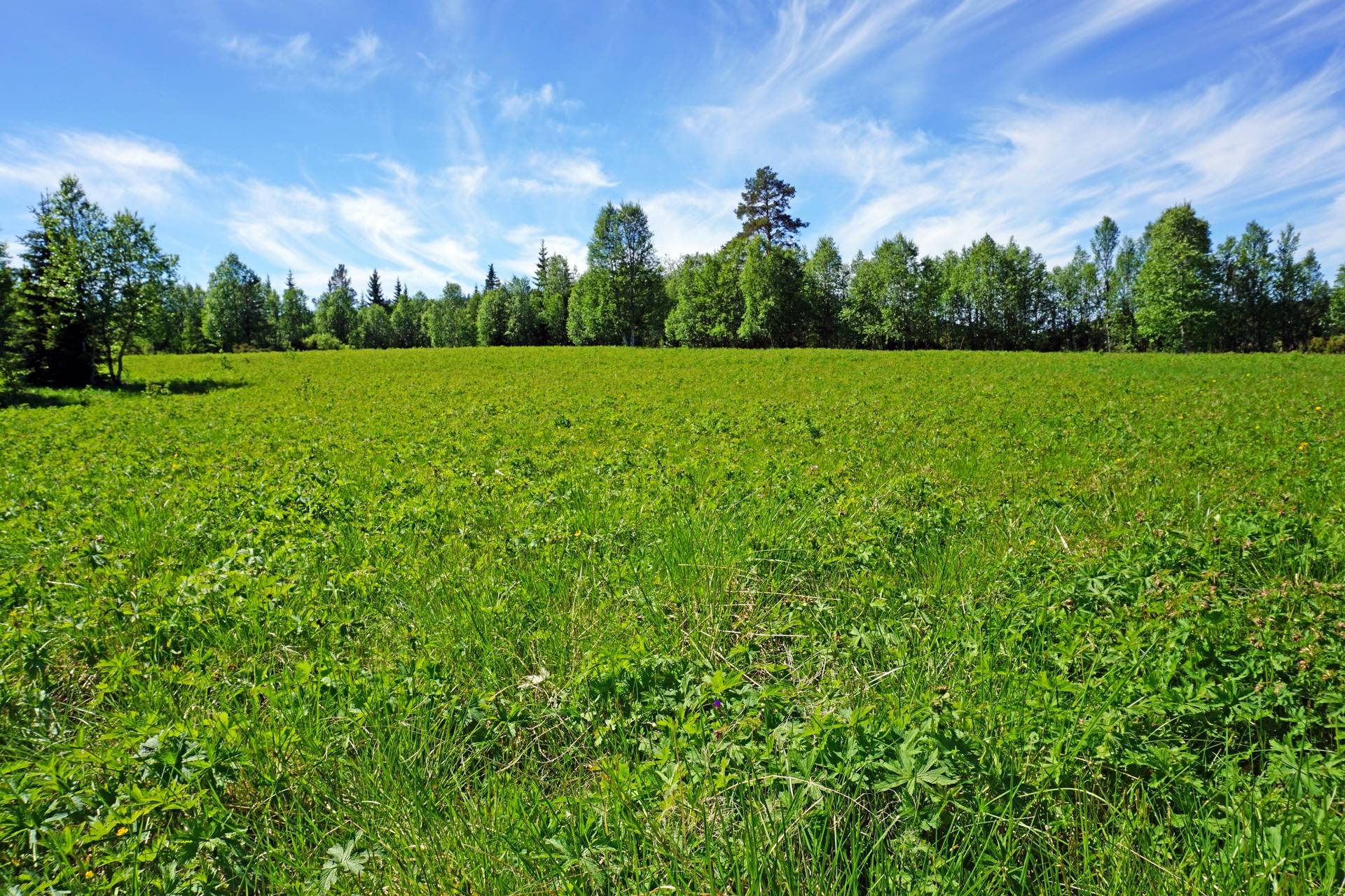 Gård med skogsbruk på Särvsjön Härjedalens kommun - bild 13