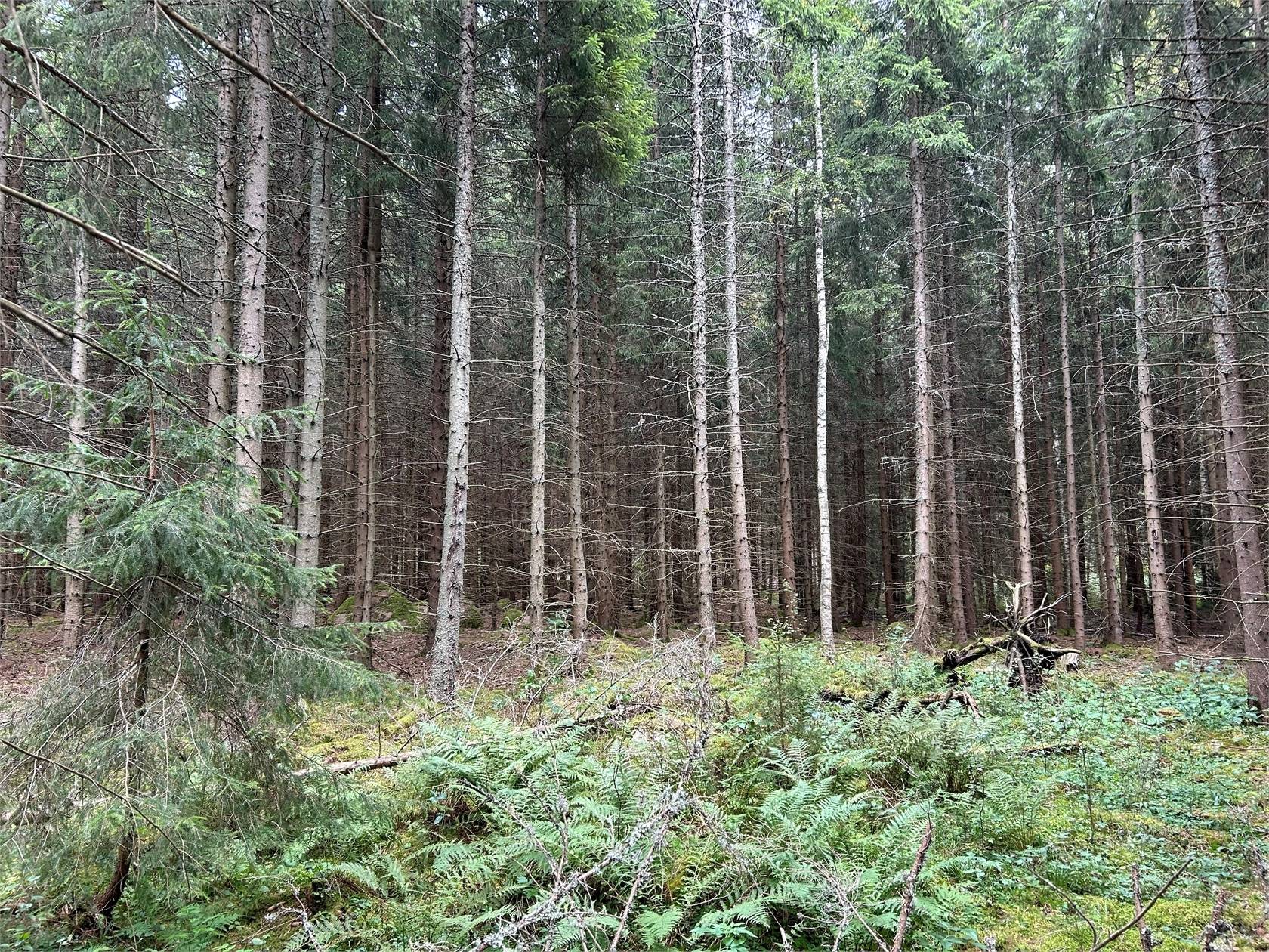 4 rum Övrig på Östra Haddåsen Björknäs 1 Ödeshögs kommun - bild 37