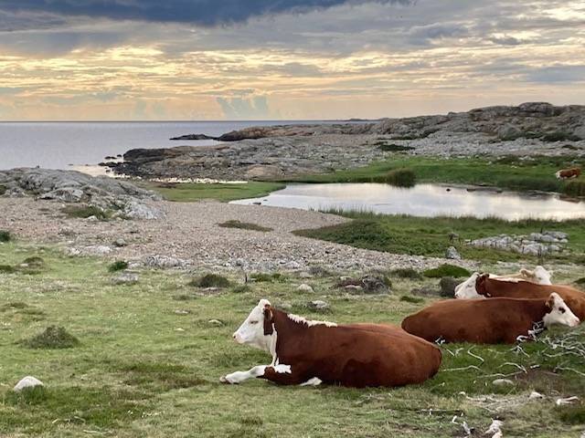 5 rum Fritidshus på Sandviksvägen 43 Årnäshalvön Varbergs kommun - bild 30