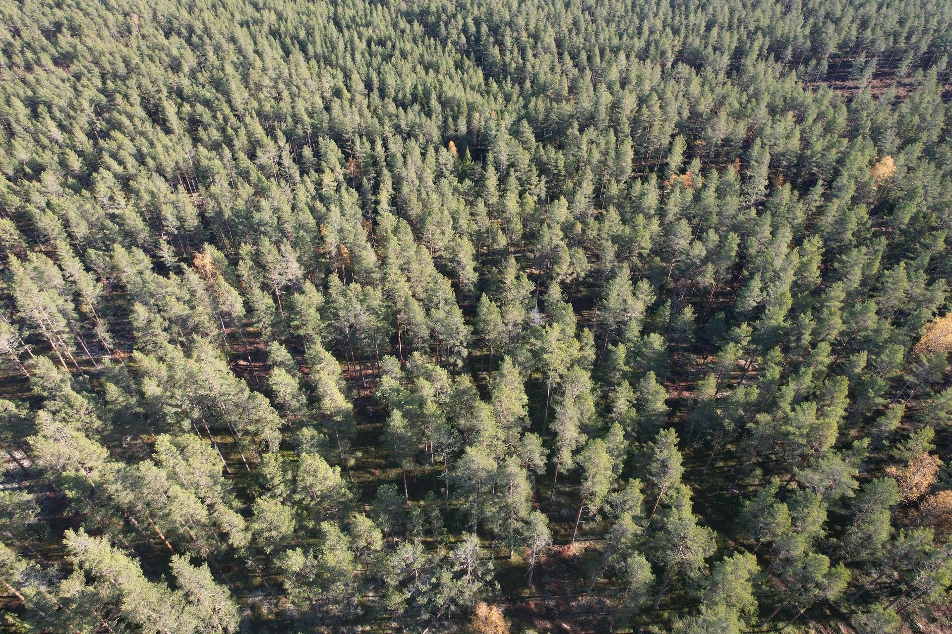 Gård med skogsbruk på Utanmyra Falu kommun - bild 22
