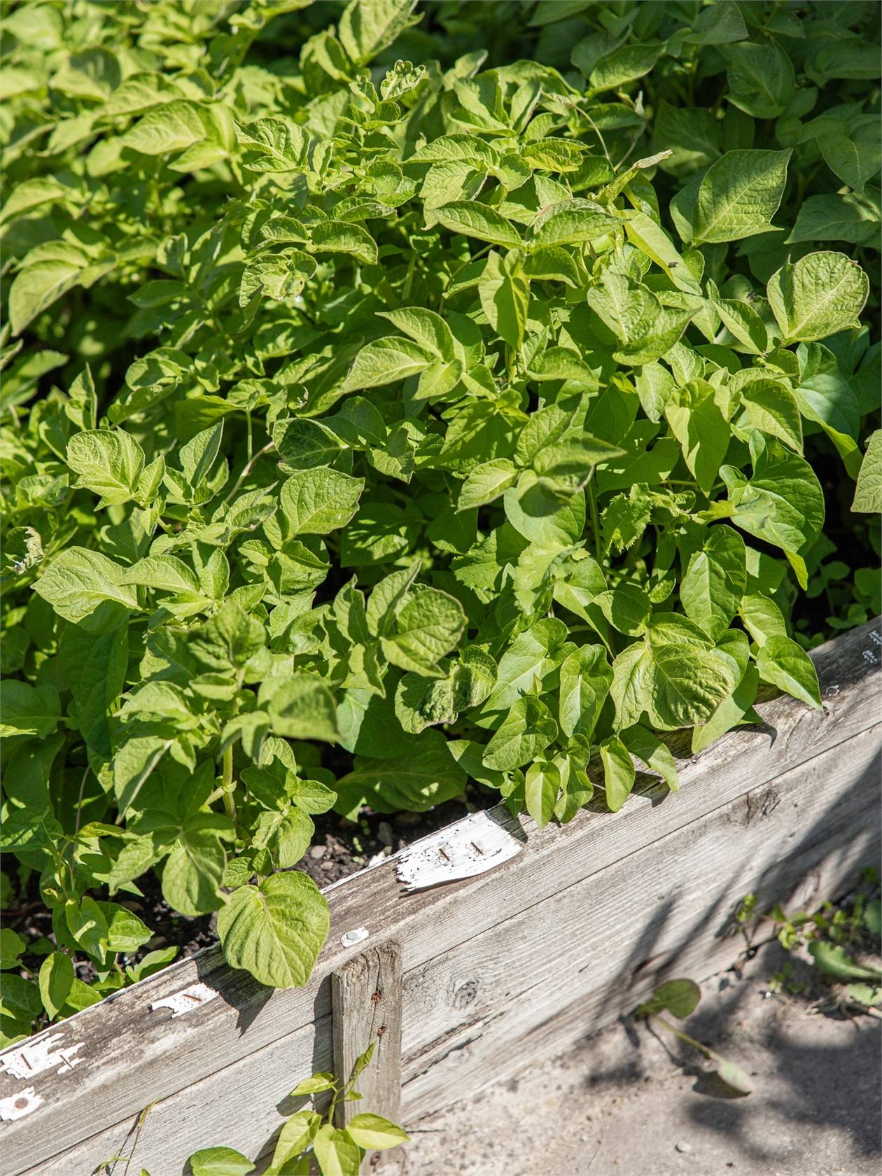 1 rum Fritidshus på Folkparksvägen 23, Västra sommarstaden nr 14 Väster Lunds kommun - bild 20