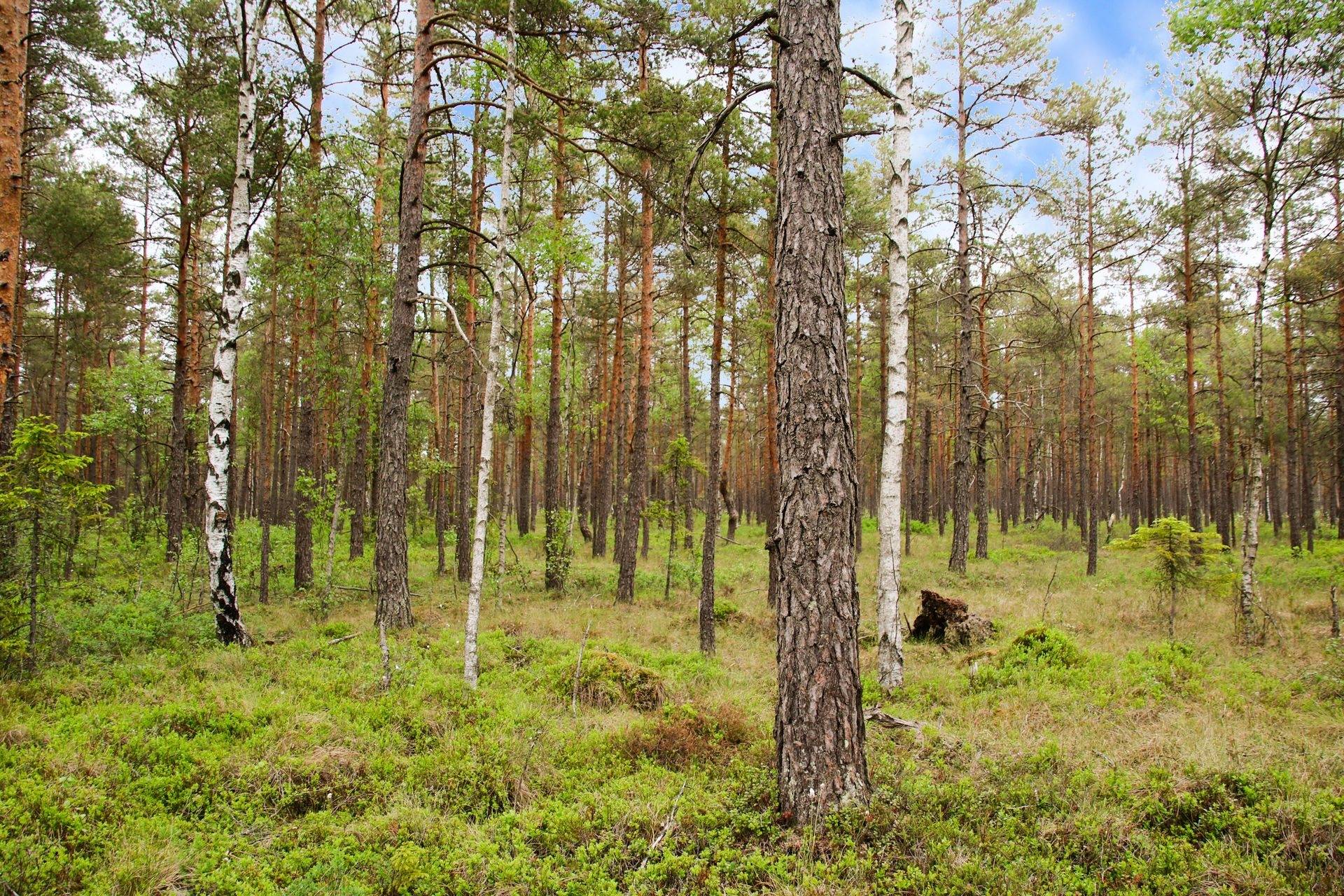 Gård/skog på Gräshult Norregård 1 Vaggeryds kommun - bild 13