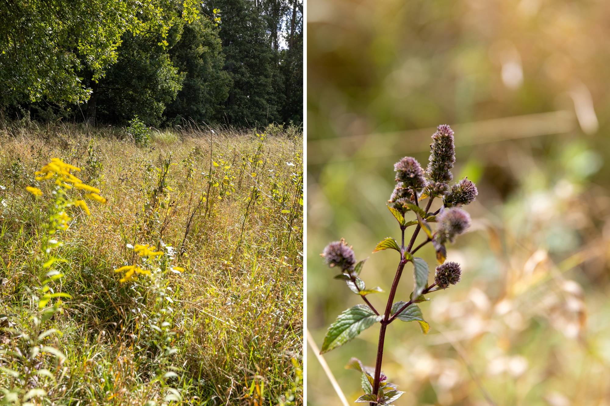 4 rum Villa på Västra Strö 4101 Övriga Skåne Eslövs kommun - bild 36