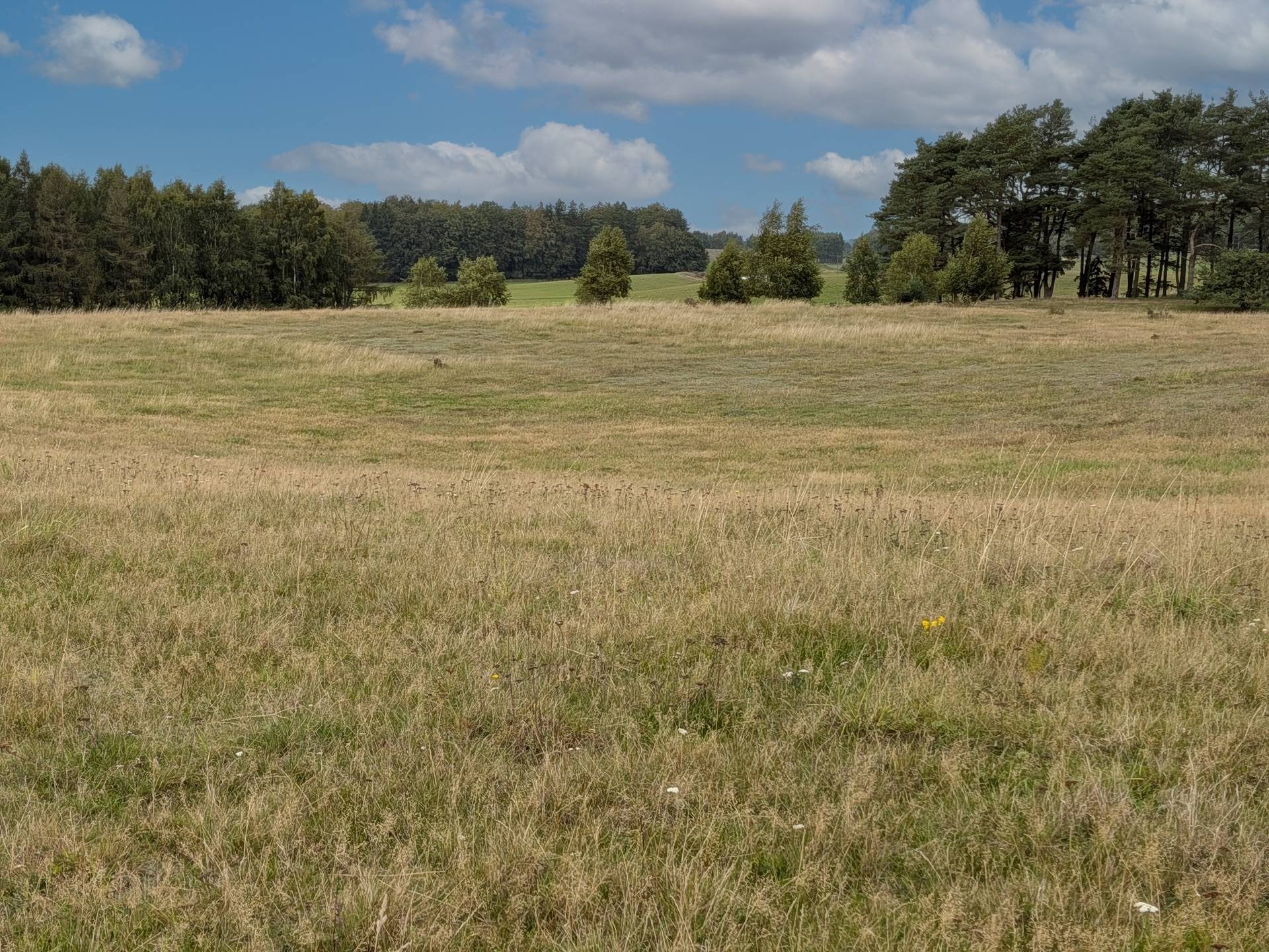 Gård med skogsbruk på Pantaregården 1:1 Sjöbo kommun - bild 6