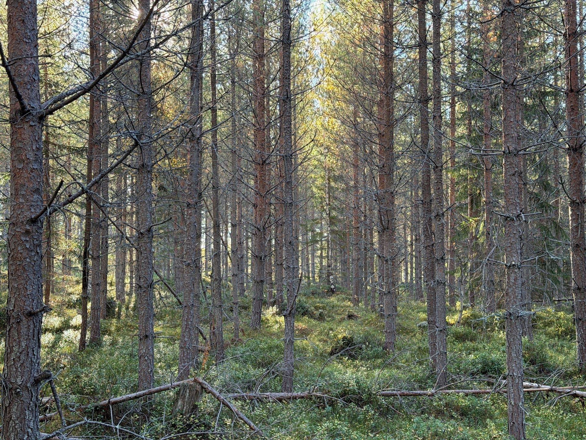 Gård/skog på Hansjö 8:5 Orsa kommun - bild 24