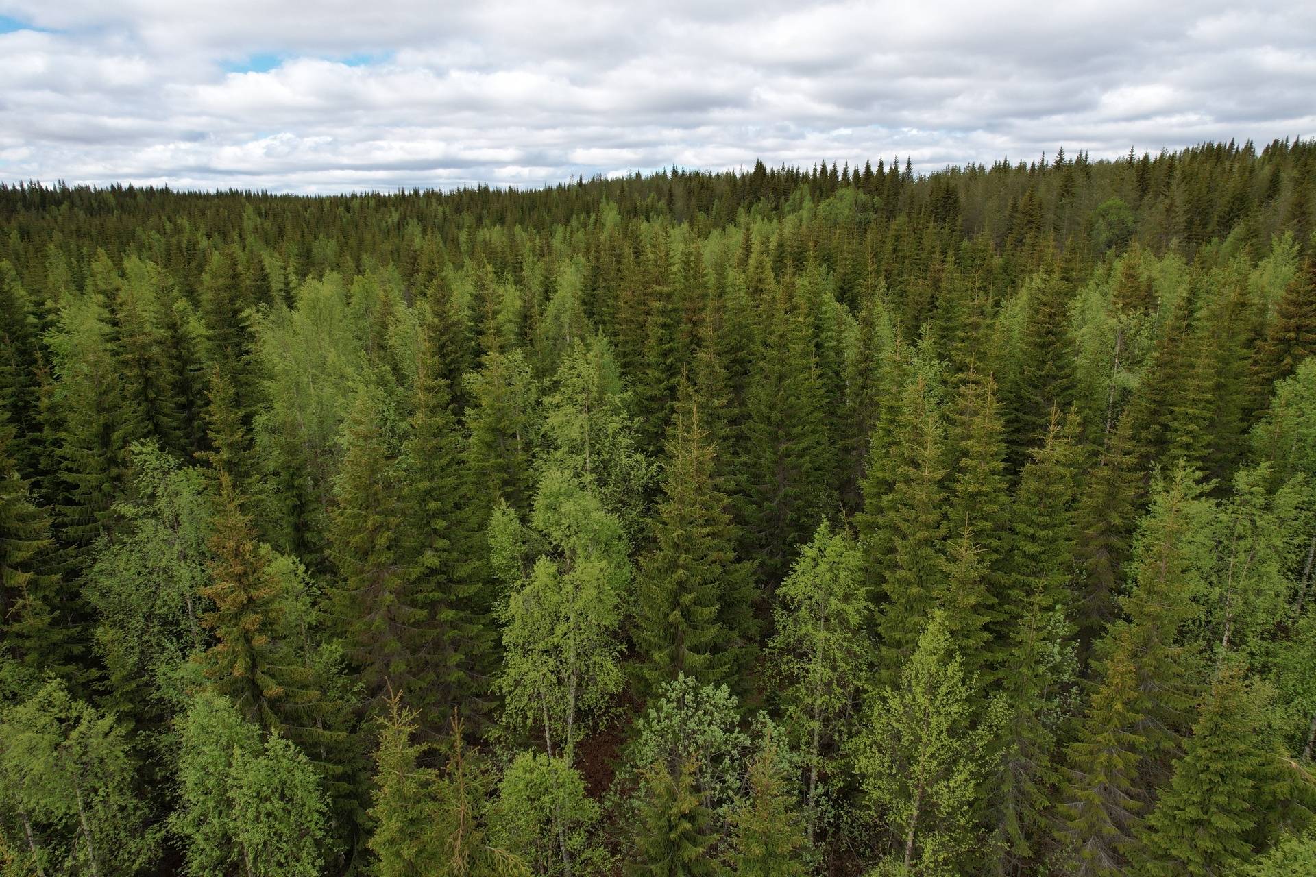 gård med skogsbruk på Kullen 2 Svannäs, Vilhelmina kommun - bild 2
