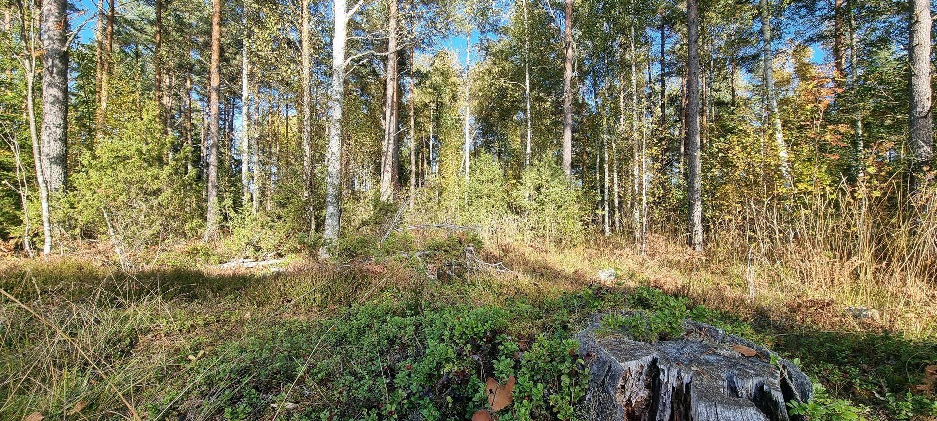 Gård/skog på Vamsta, intill naturreservatet Östhammars kommun - bild 23