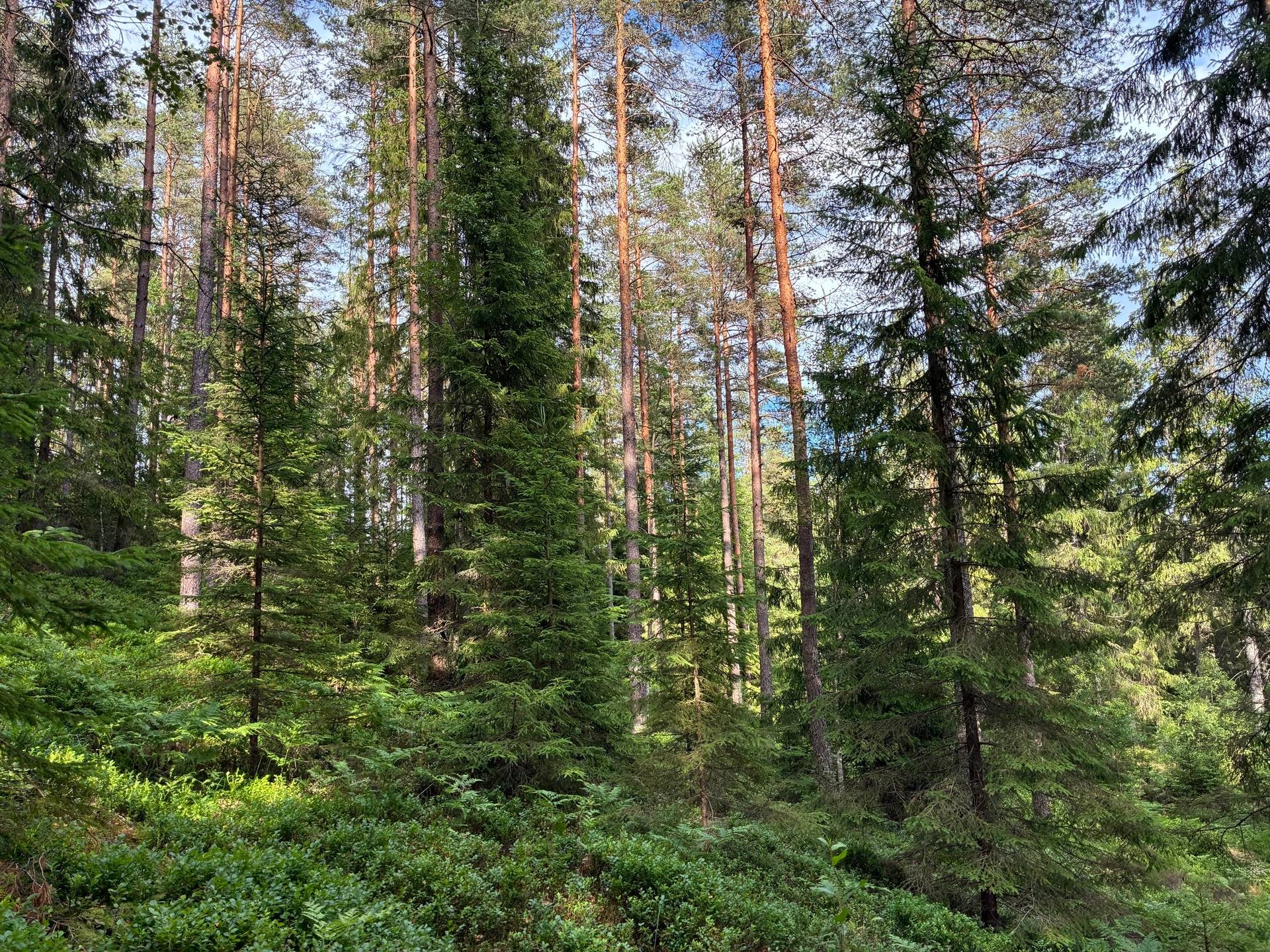 Gård/skog på Produktiv skogsmark med god bonitet Tranemo kommun - bild 9