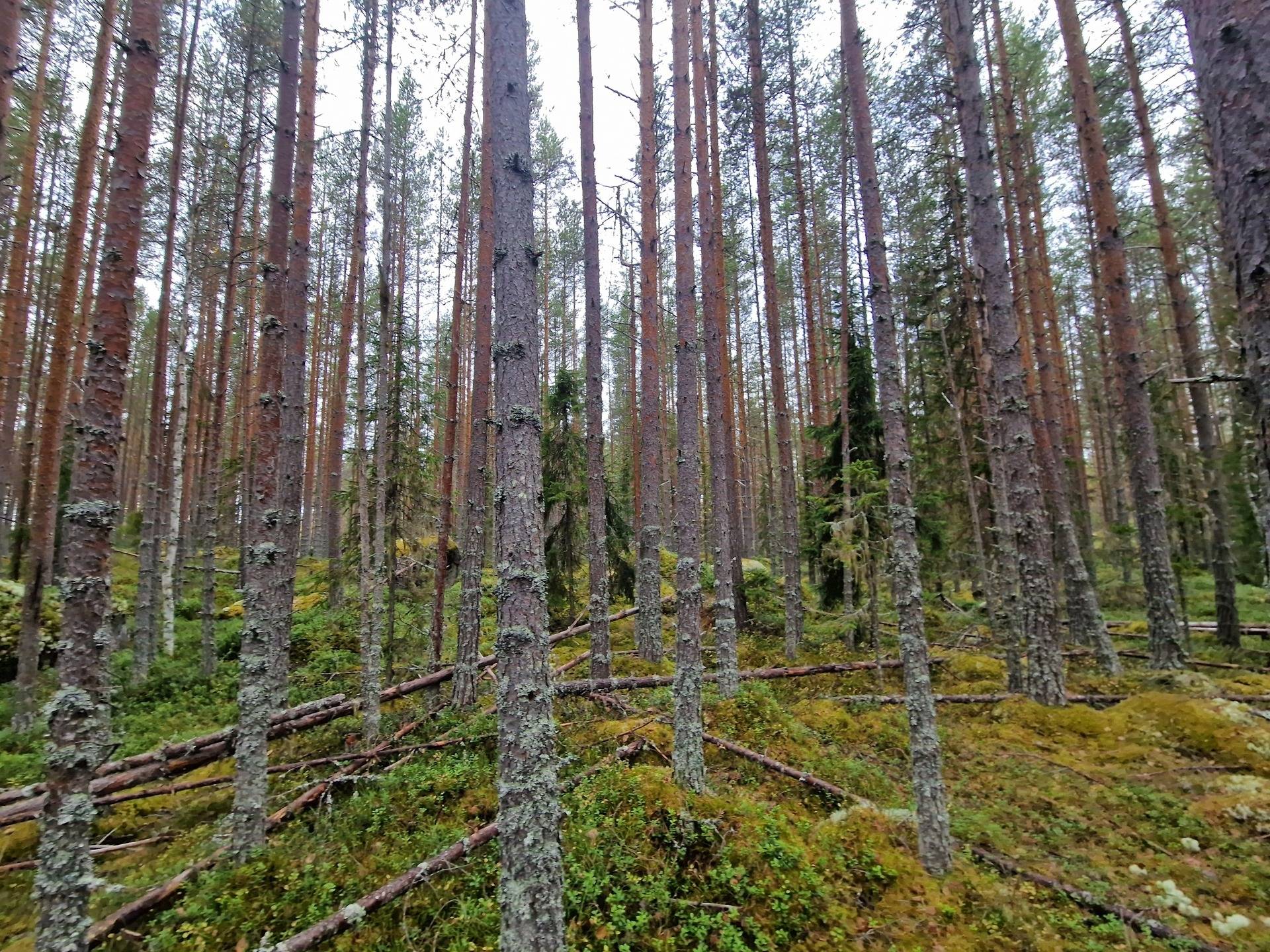 Gård med skogsbruk på BRÄCKE LUND 2:113 & 2:83 Sörbygden Bräcke kommun - bild 11