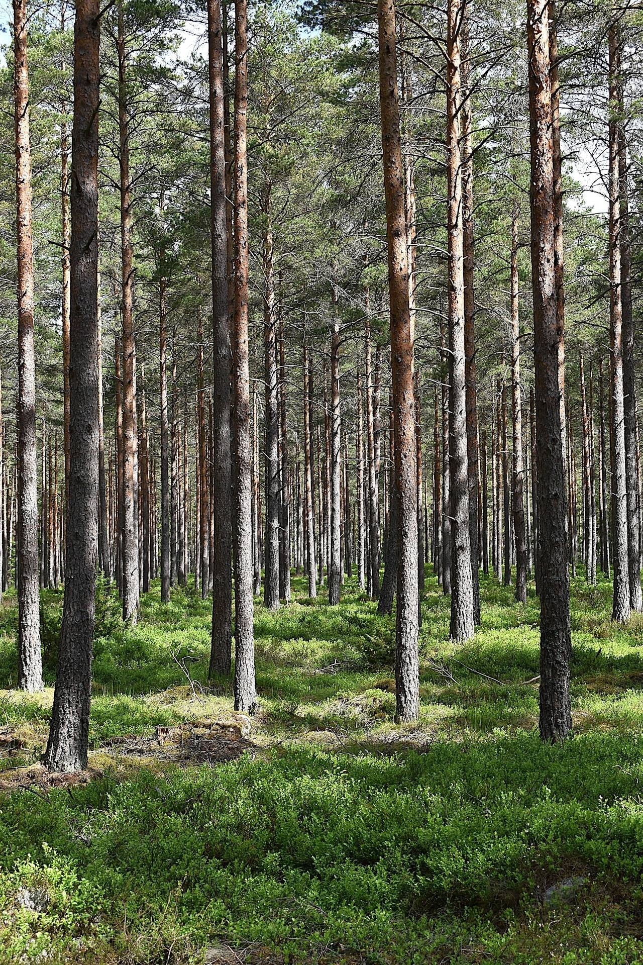 Gård med skogsbruk på LESSEBO ULVASKOG 1:12 Ulvaskog Lessebo kommun - bild 7