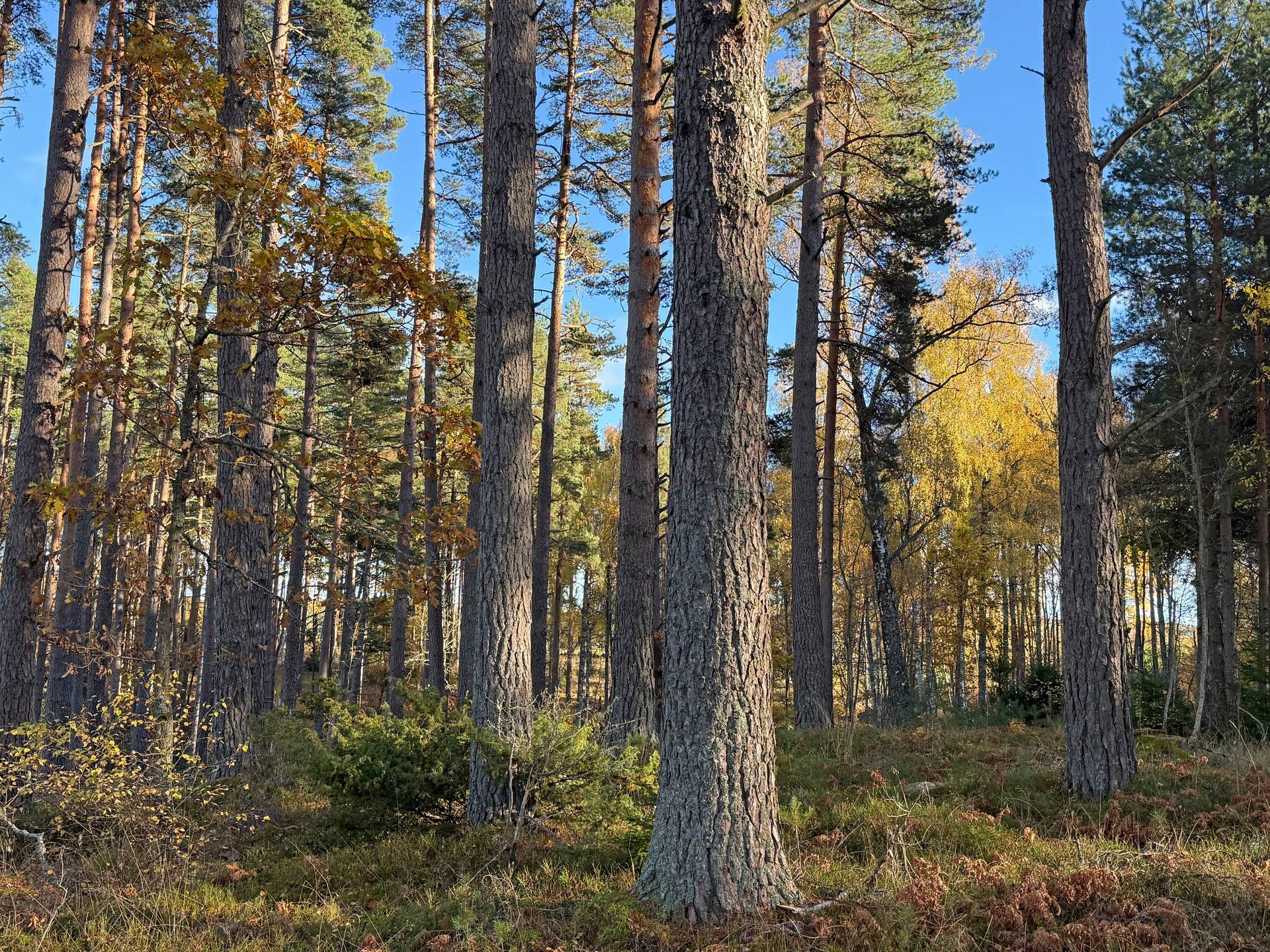 Tidaholm, Tidaholms kommun