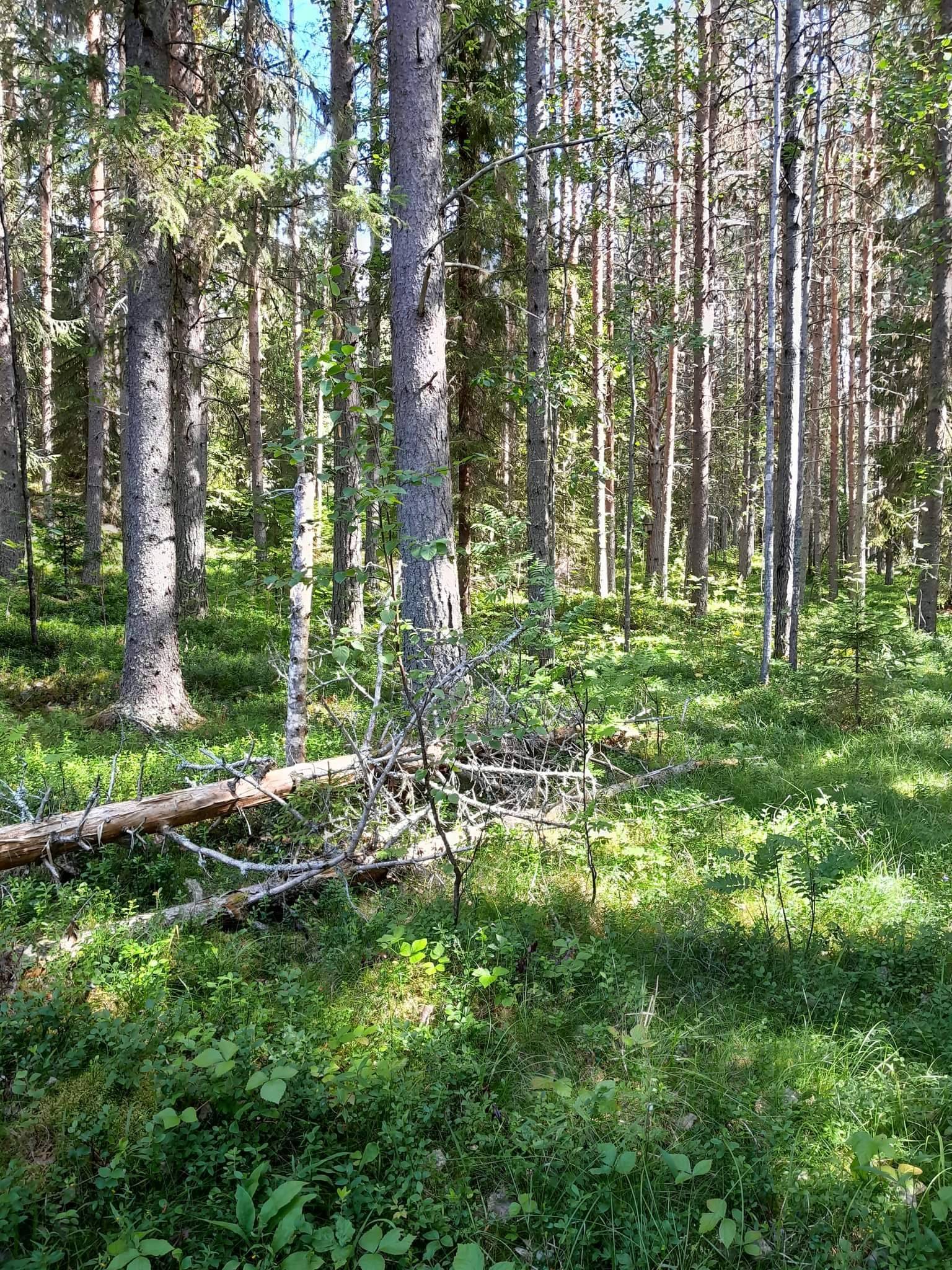 6 rum Gård/skog på Västra Ormsjö 216 Västra Ormsjö Dorotea kommun - bild 46
