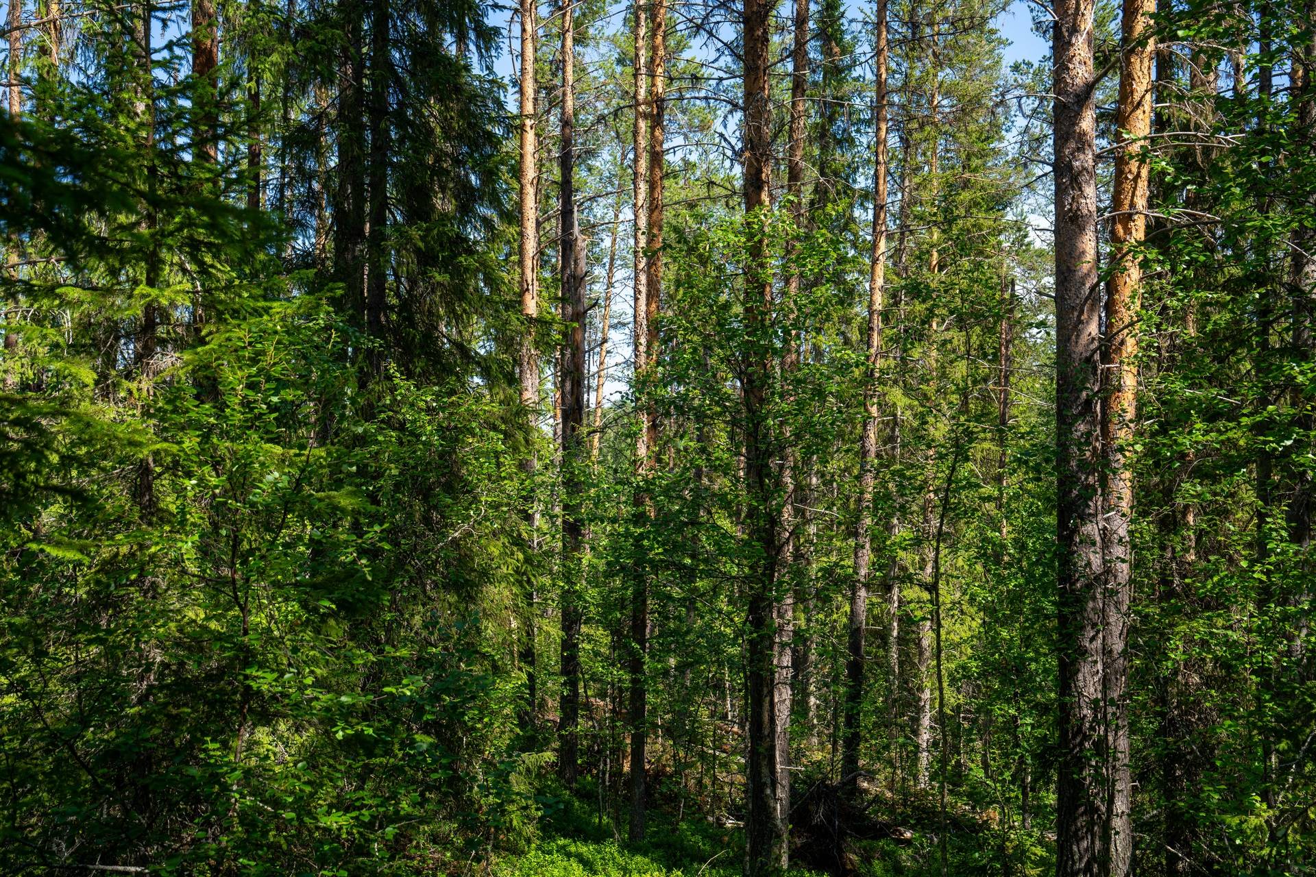 Gård/skog på Strömnäs 1:45 Vilhelmina Vilhelmina kommun - bild 15