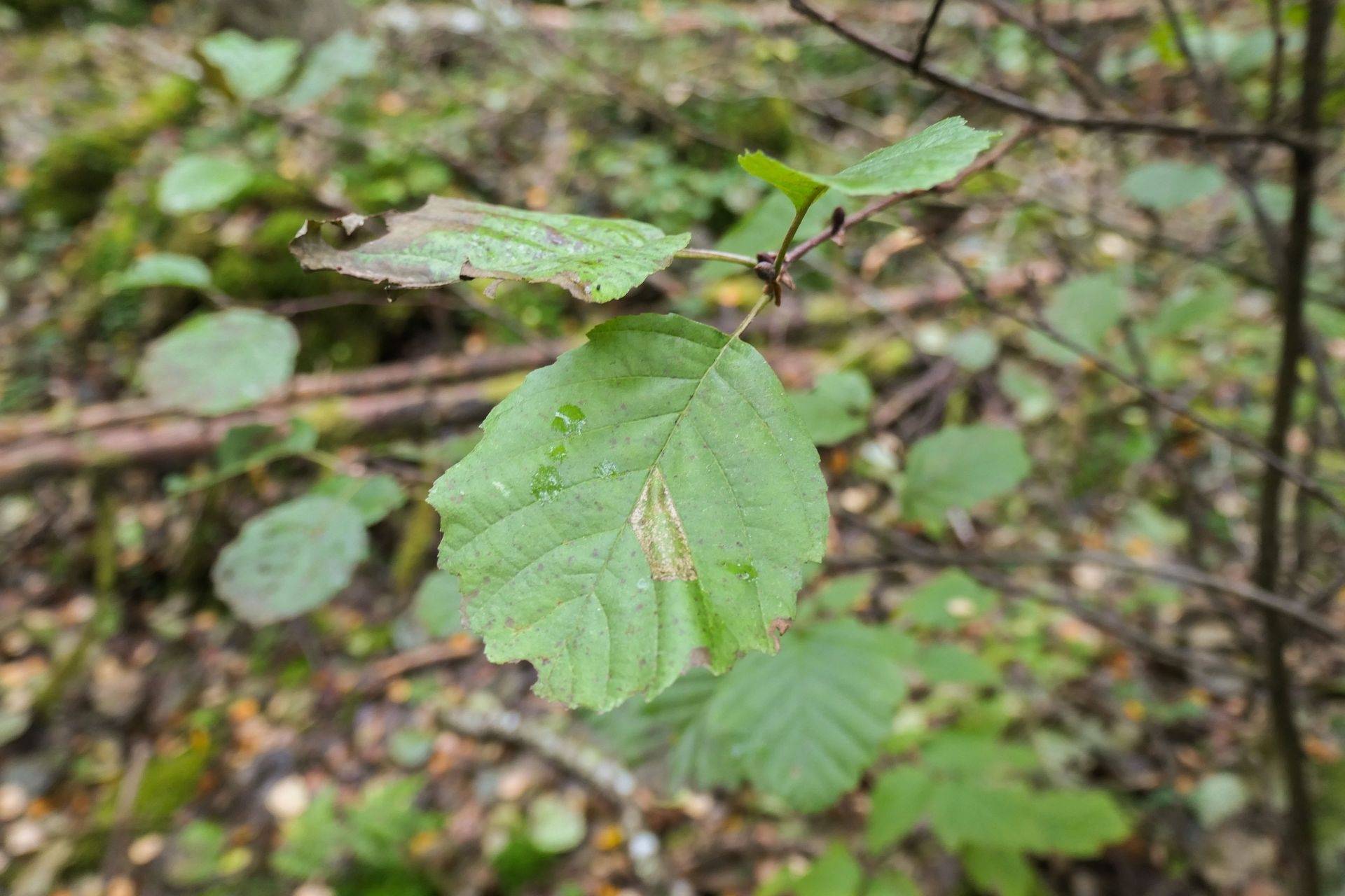 Gård/skog på 56 ha skogsmark med bra bonitet utanför Floby Falköpings kommun - bild 15