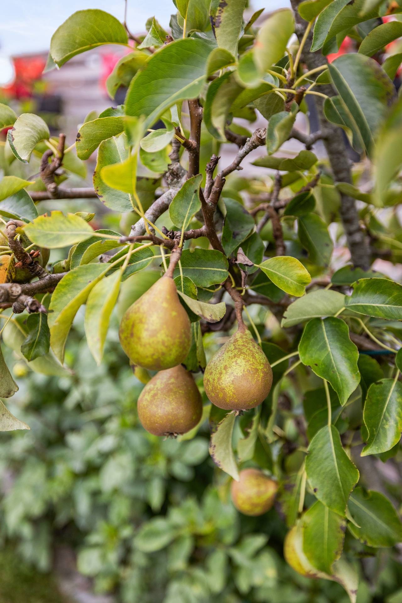 2 rum Fritidshus på Tagetesgången 60 Ystad Östra Sommarstadens Koloniområde Ystads kommun - bild 32