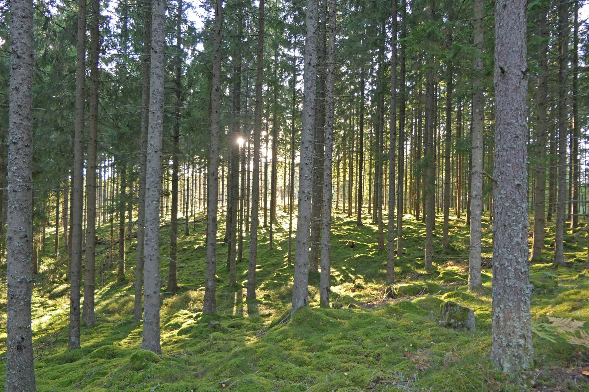 Gård/skog på Högalid Tranemo kommun - bild 4