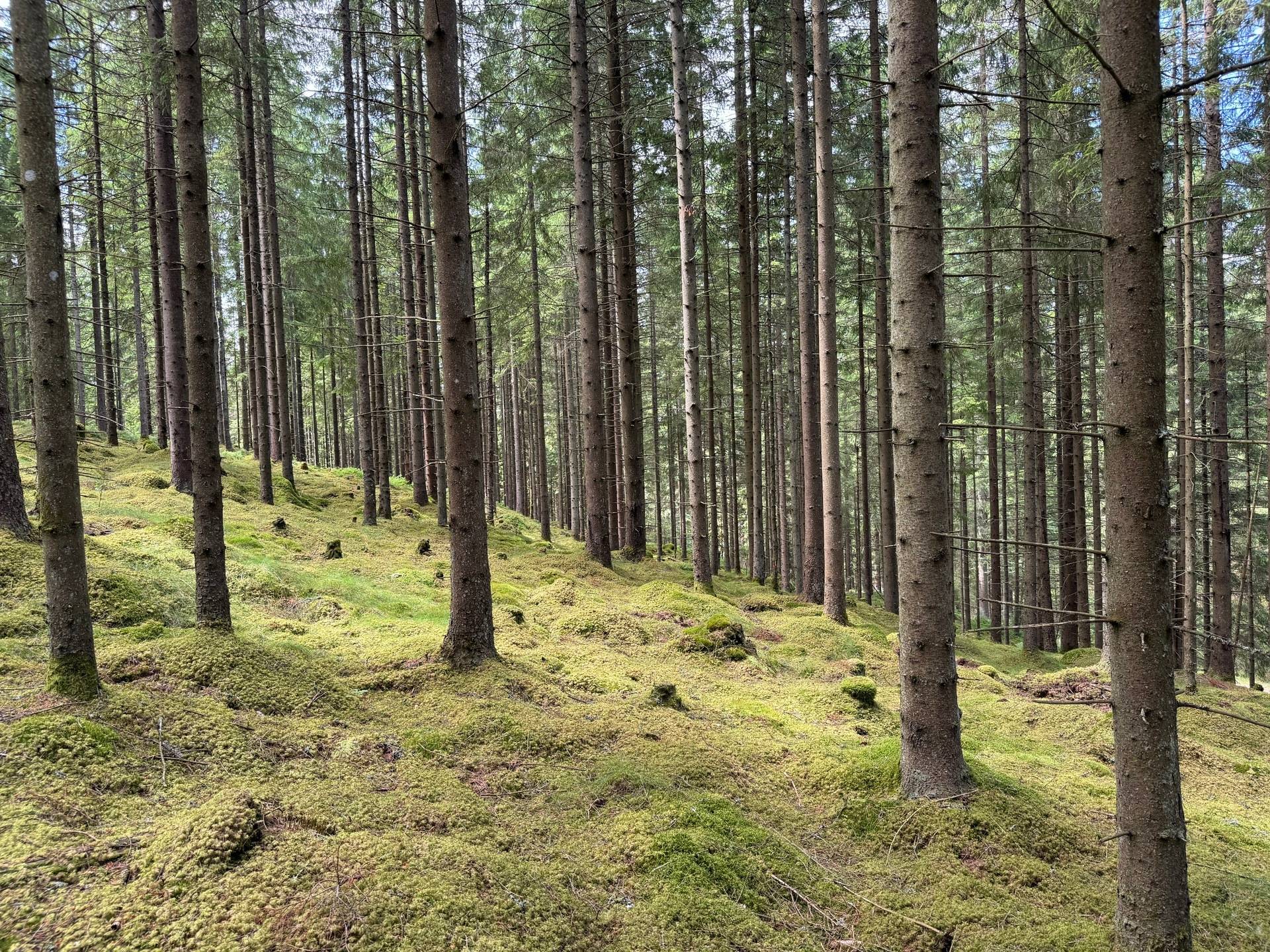Gård med jordbruk på Ringestena Lillegården 1 Ringestena Svenljunga kommun - bild 48