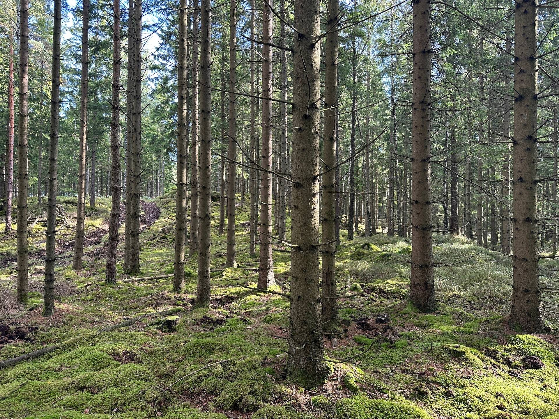 Gård med skogsbruk på MARK ANABÄCKSHULT 2:14 Anabäckshult Marks kommun - bild 30