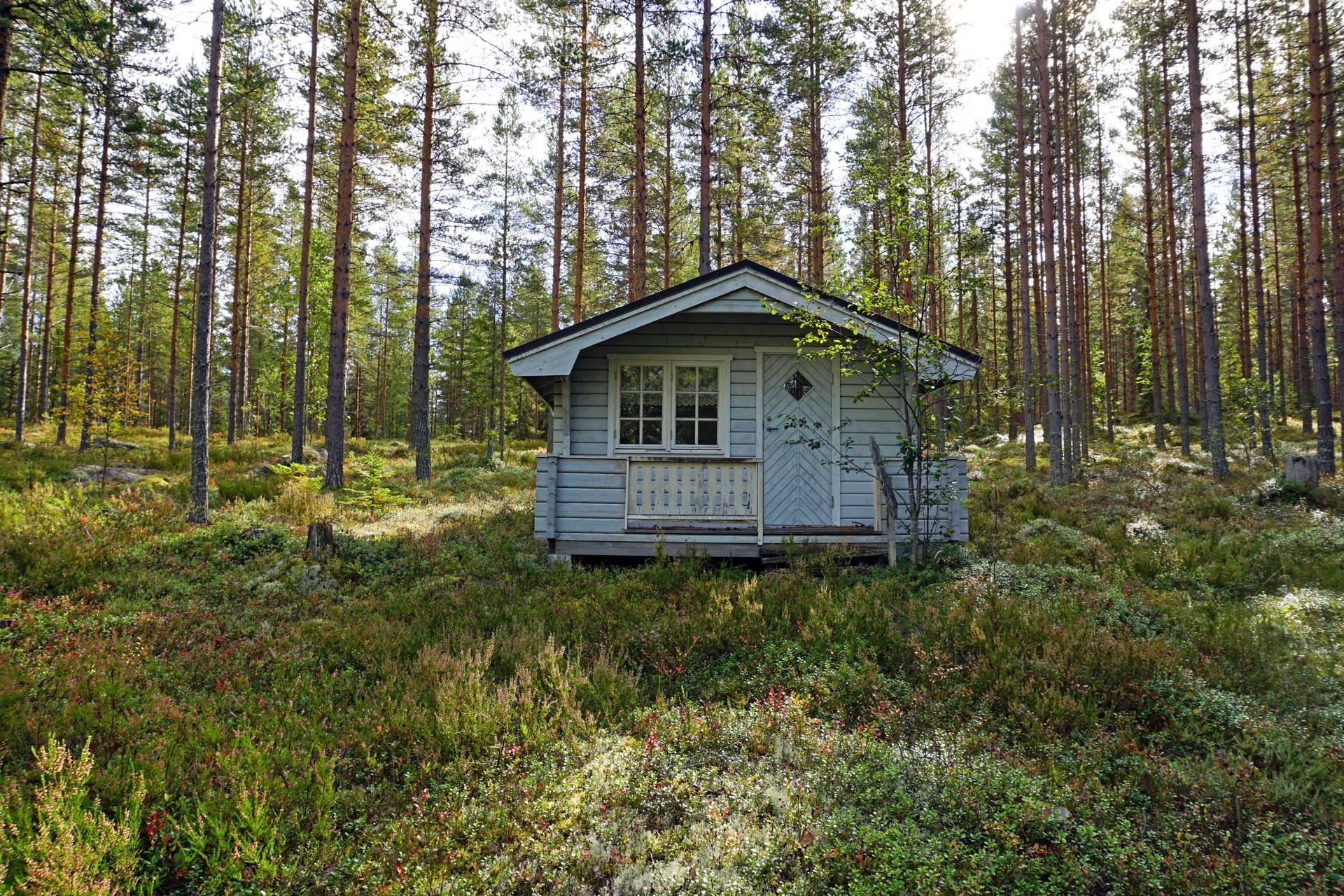 Gård med skogsbruk på Breasen Färila Ljusdals kommun - bild 19