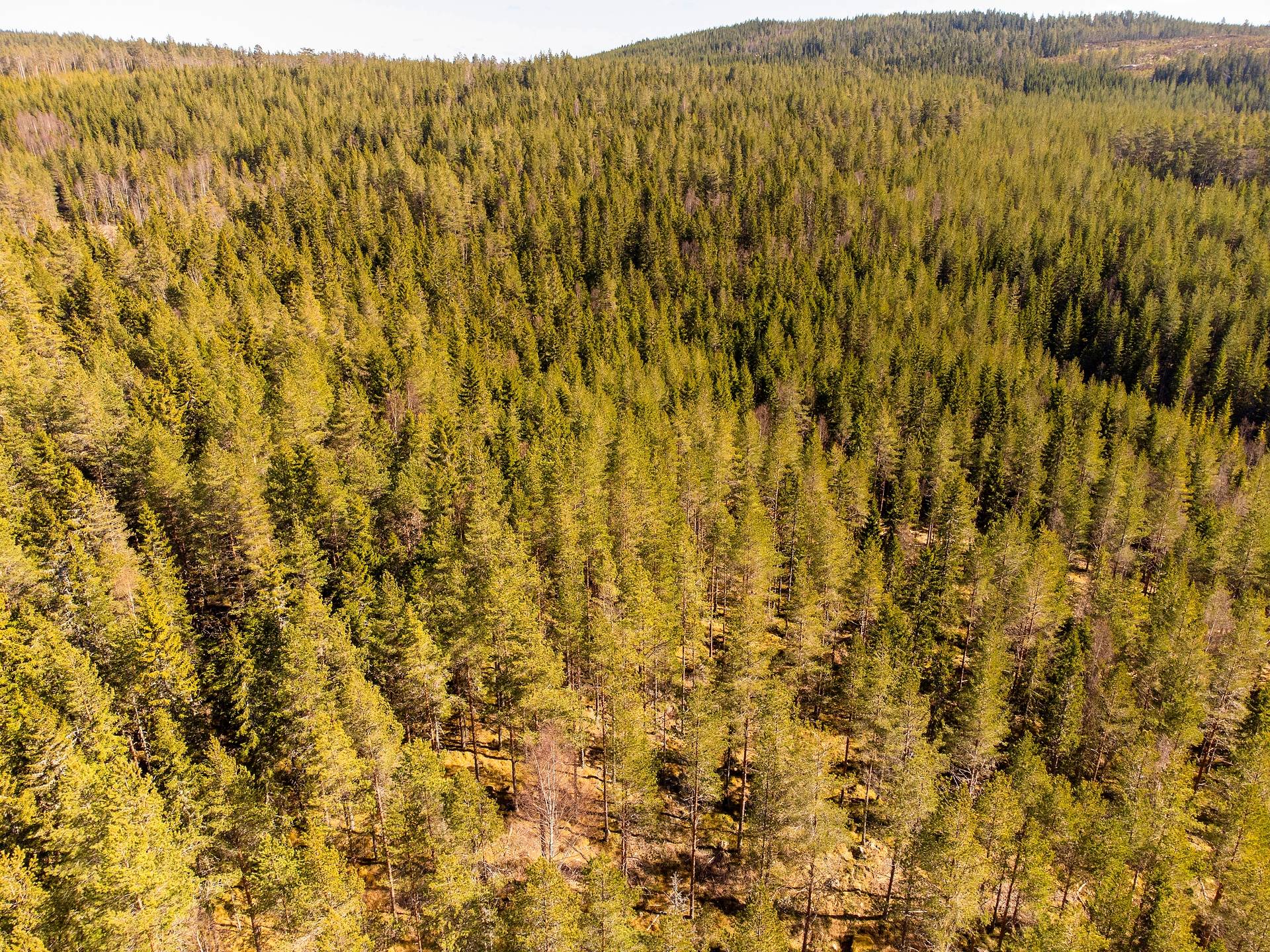 Gård/skog på Del av HAGFORS EKSHÄRADS-RÅDA 1:72 Hagfors kommun - bild 13