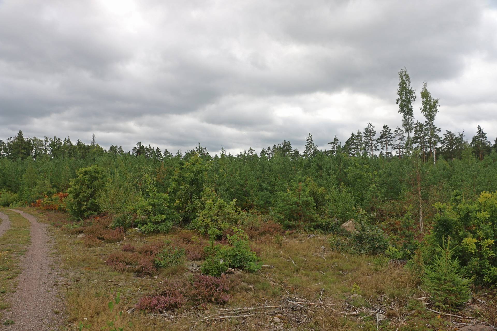 Gård/skog på Fliseryds-Boda Skog AB Mönsterås kommun - bild 3