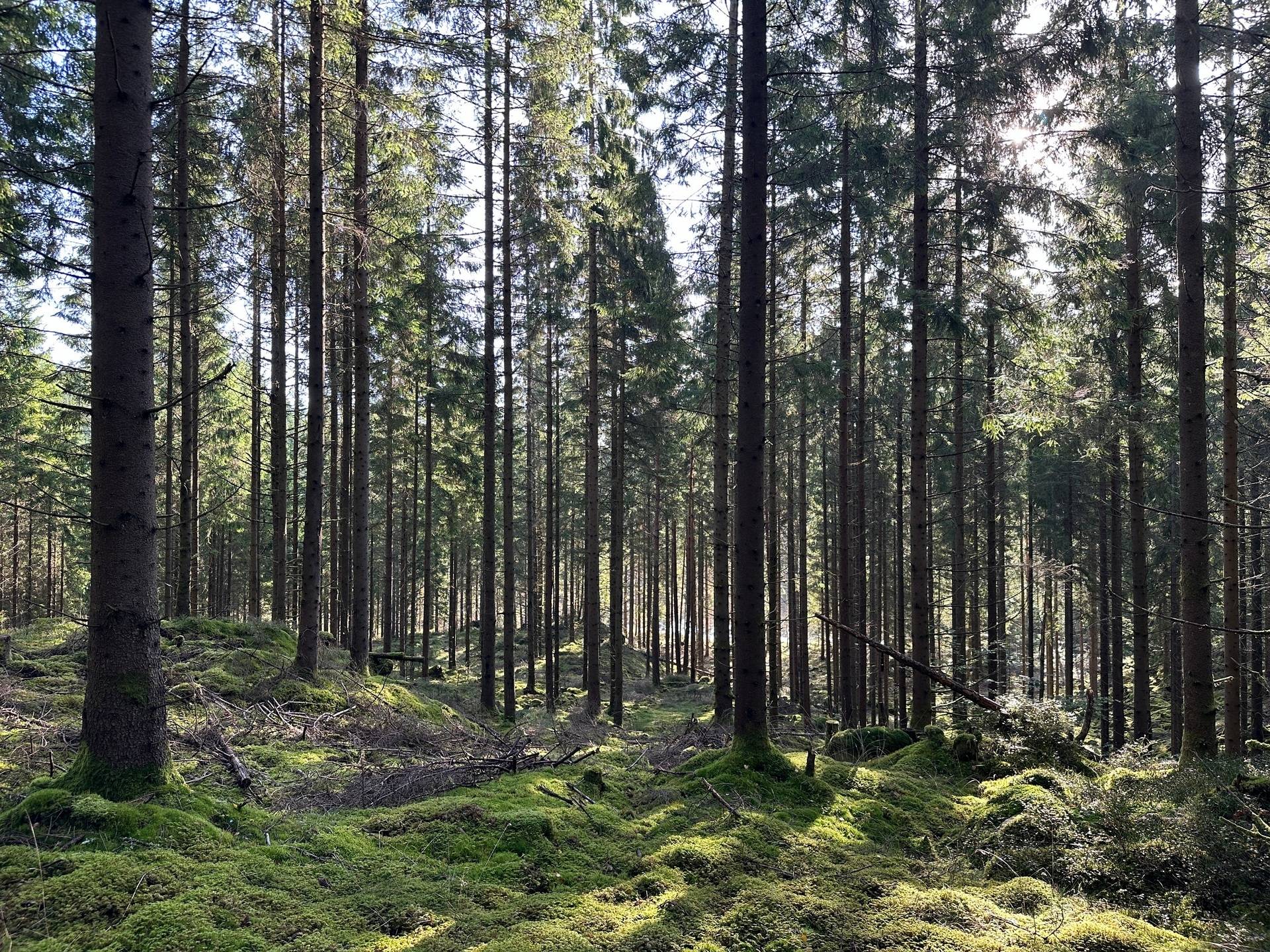 Gård med skogsbruk på MARK ANABÄCKSHULT 2:14 Anabäckshult Marks kommun - bild 13