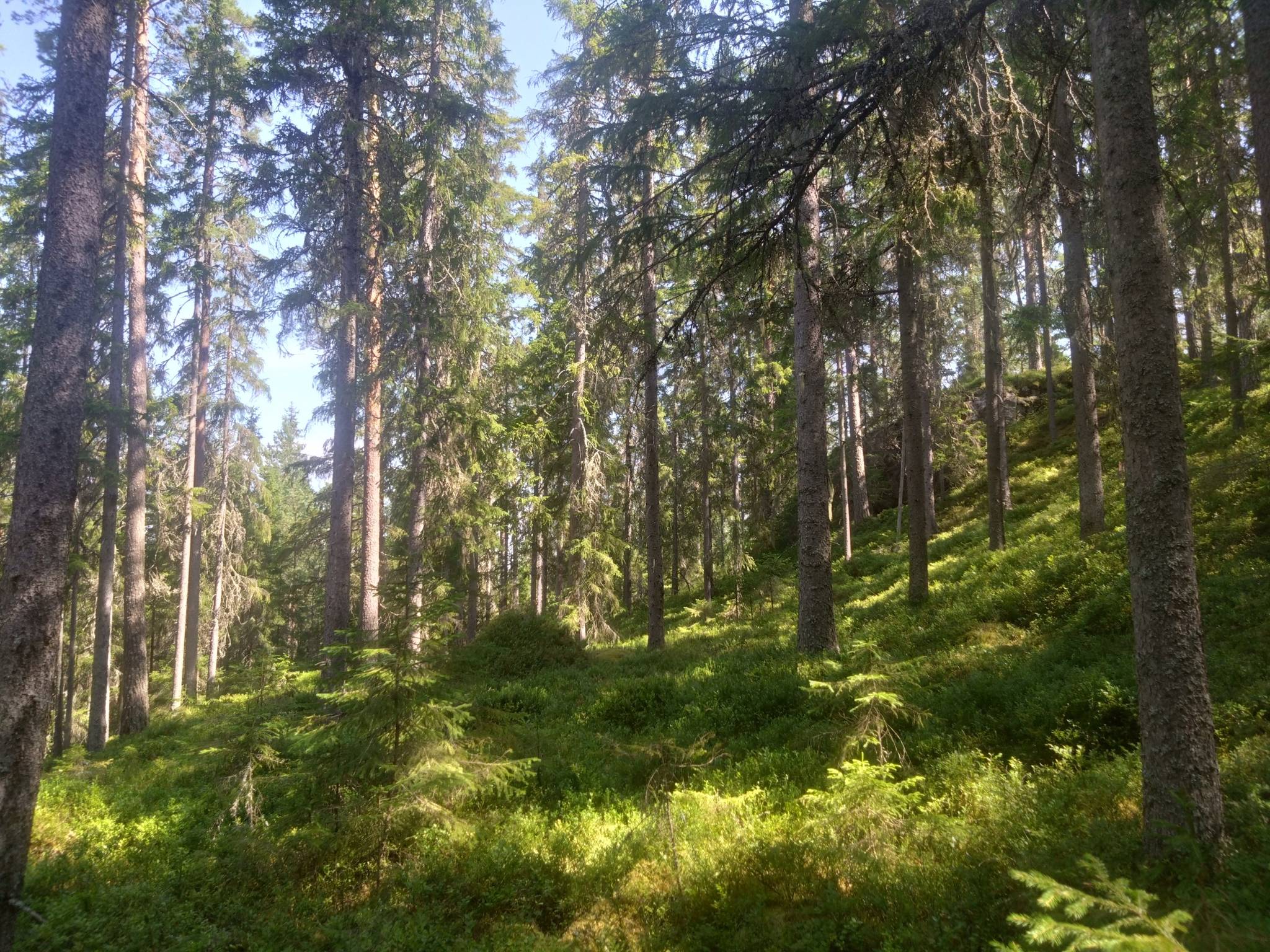 Gård/skog på Hyttskogen Resta Lindesbergs kommun - bild 8