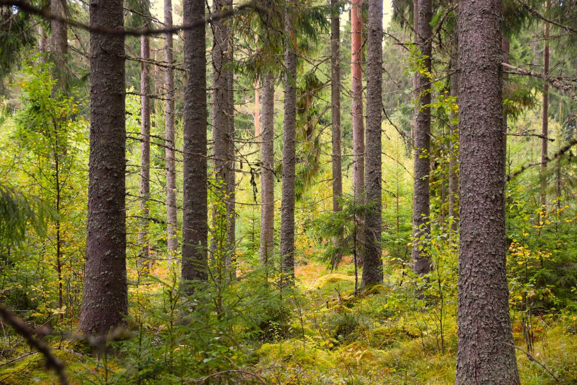 Gård med jordbruk på Snårbotten Gärdet Laggartorp Storfors kommun - bild 3