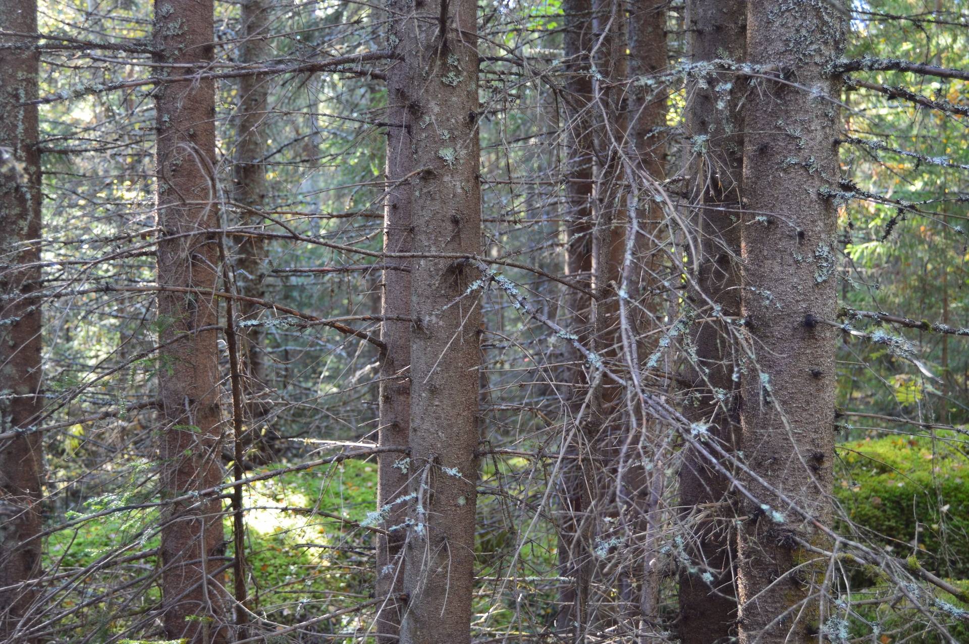 Gård med skogsbruk på Landtjärn Sandvikens kommun - bild 15