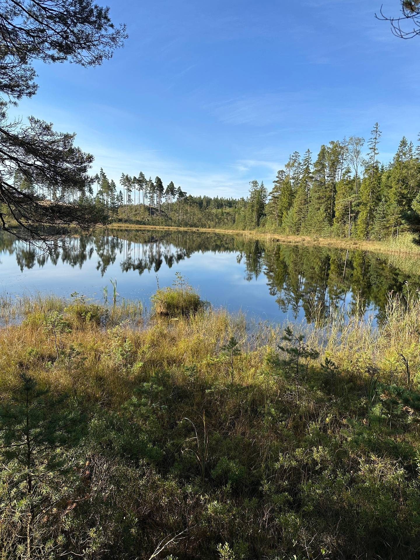 Gård med skogsbruk på MARK ANABÄCKSHULT 2:14 Anabäckshult Marks kommun - bild 43