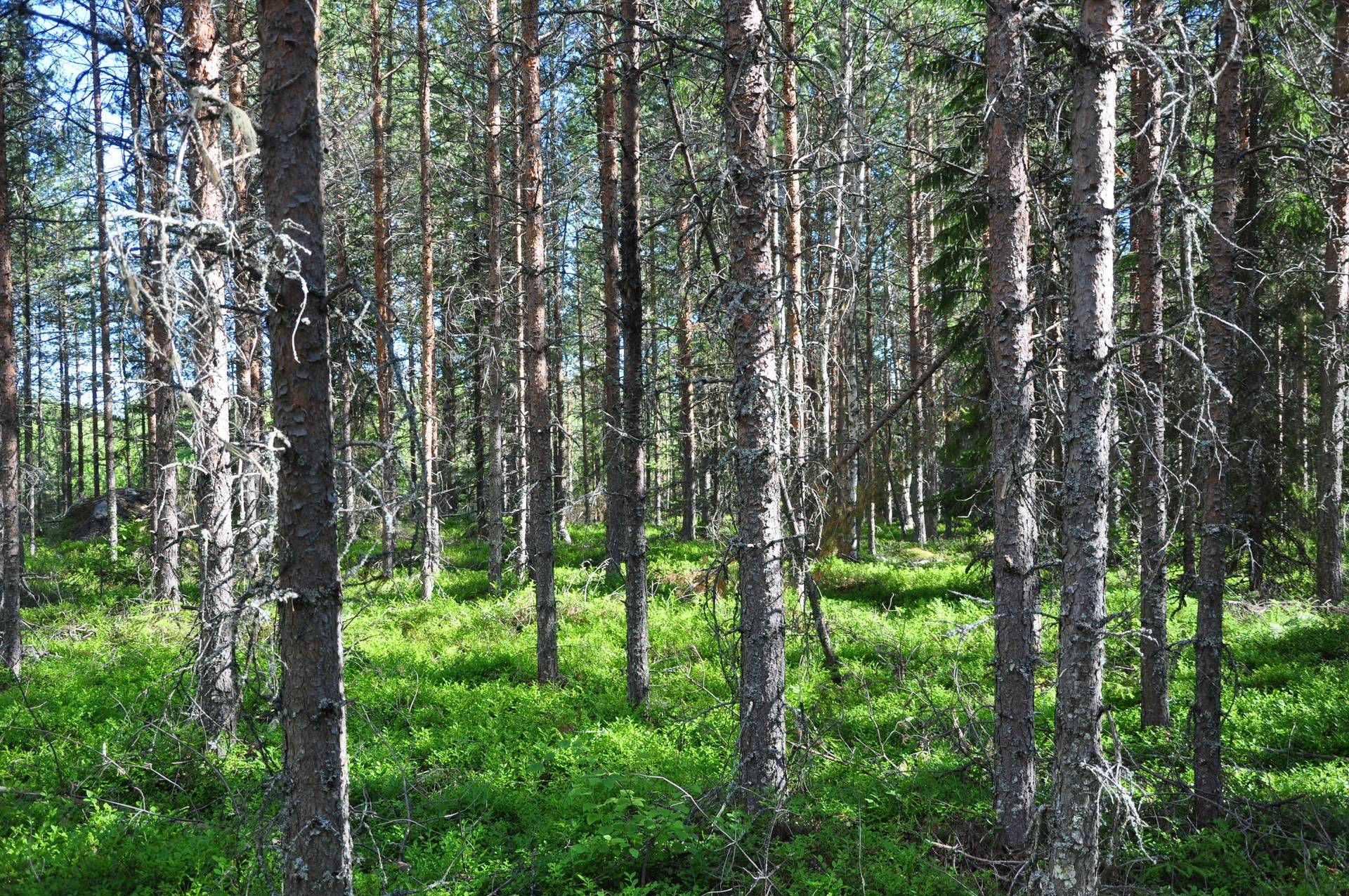 gård/skog på Gammelgården / Näsbyn Kalix, Kalix kommun - bild 3