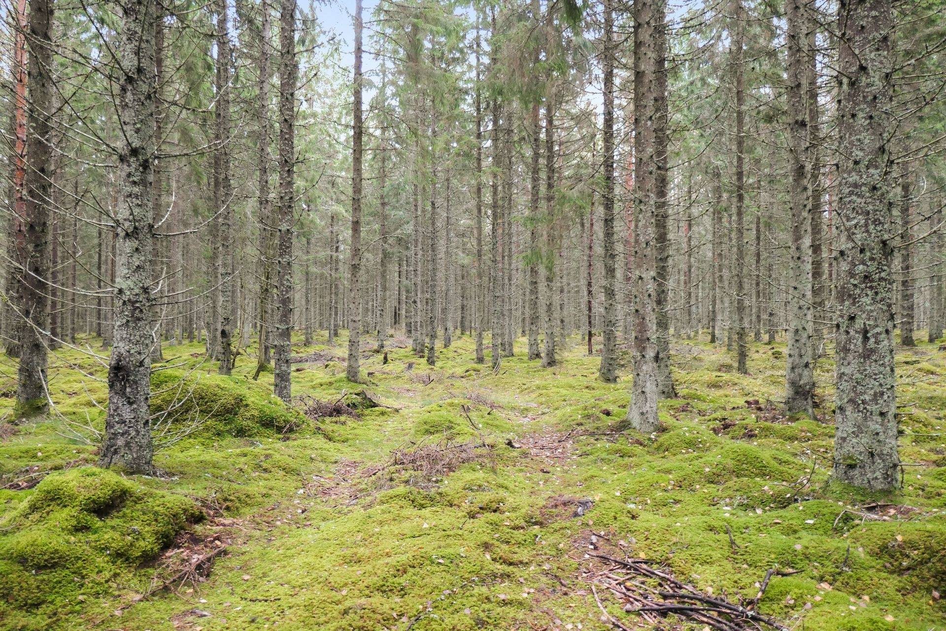 gård/skog på 56 ha skogsmark med bra bonitet utanför Floby Floby, Falköpings kommun - bild 1