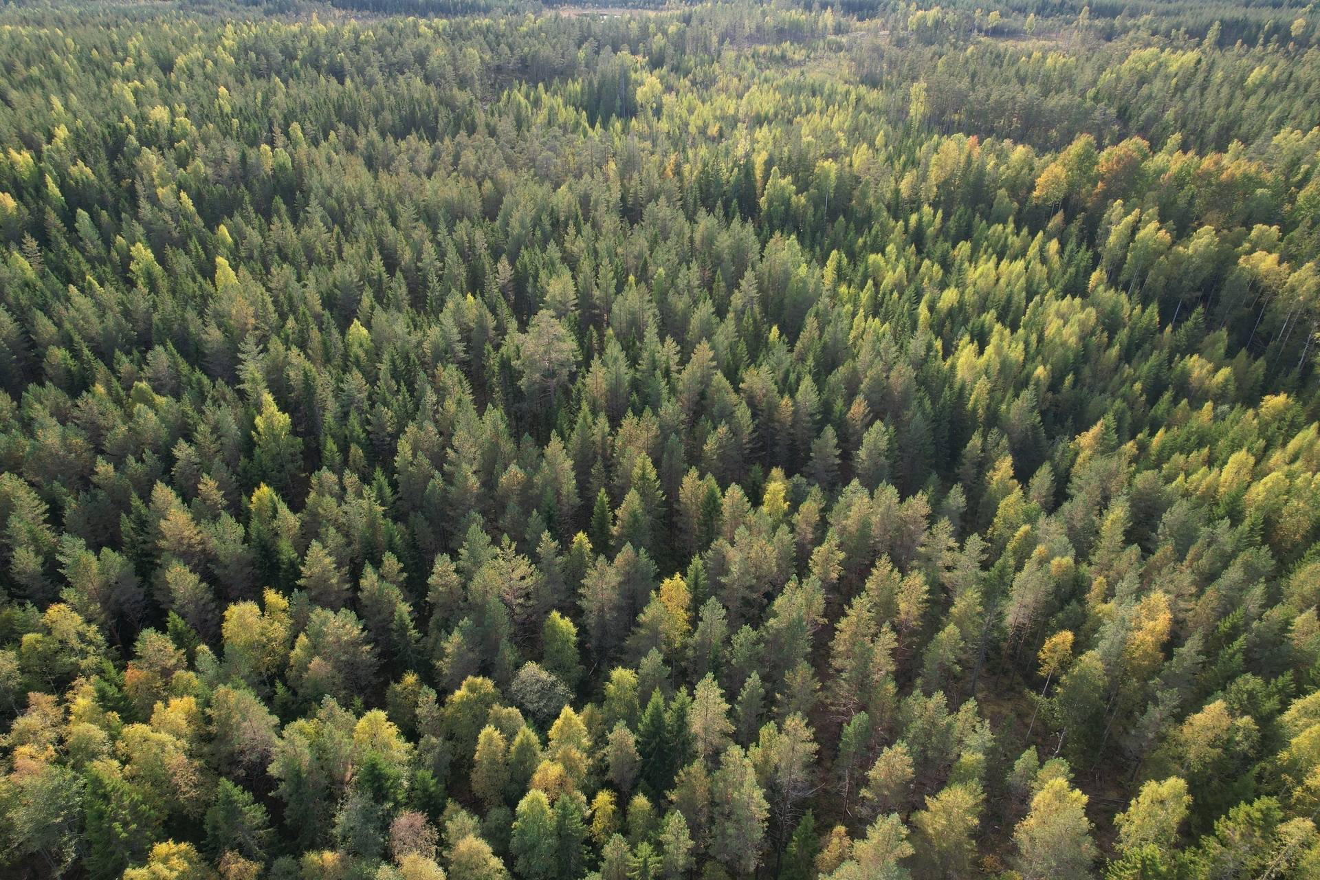 Gård med jordbruk på Sömskars skogen Sandvikens kommun - bild 38
