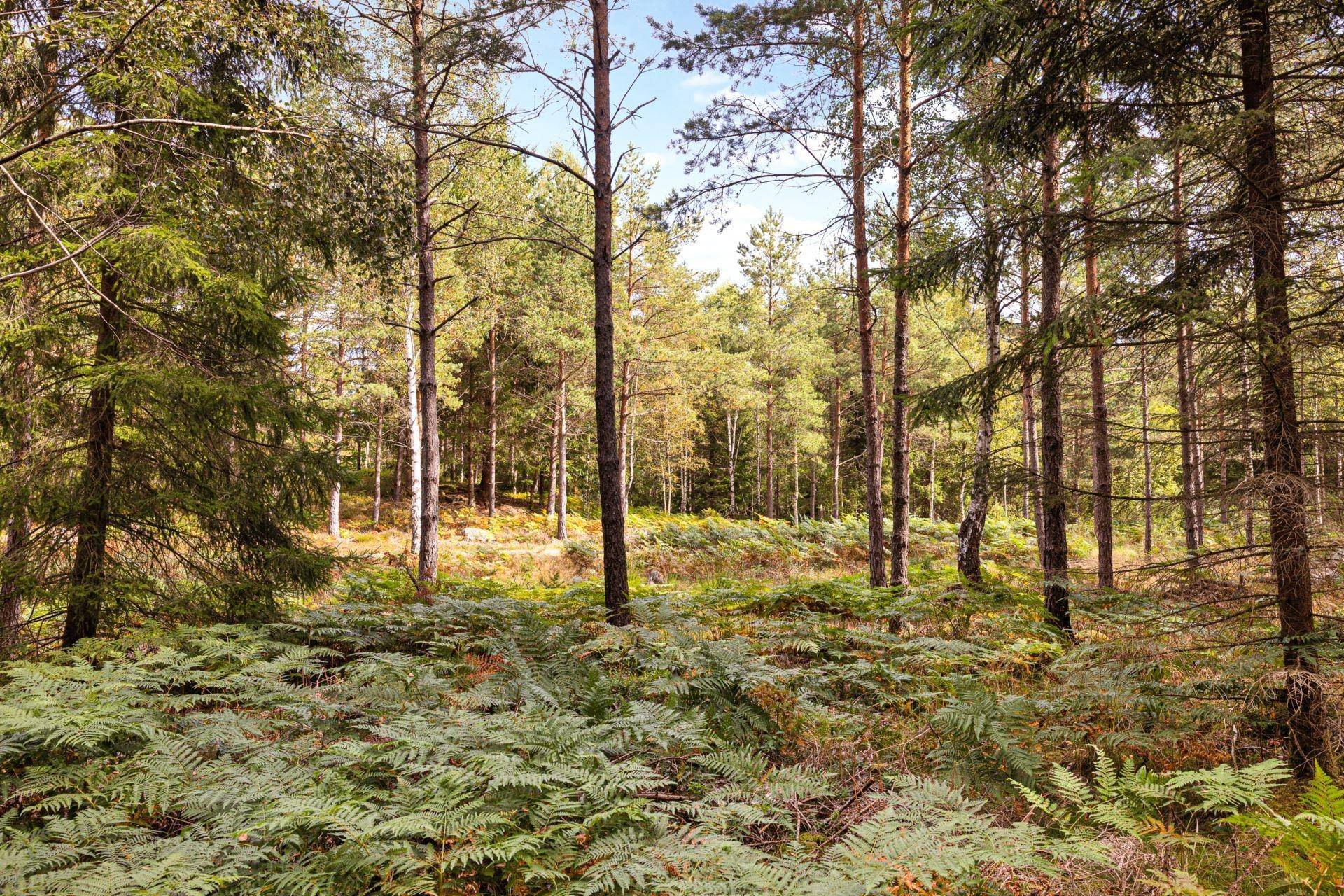 Ale kommun