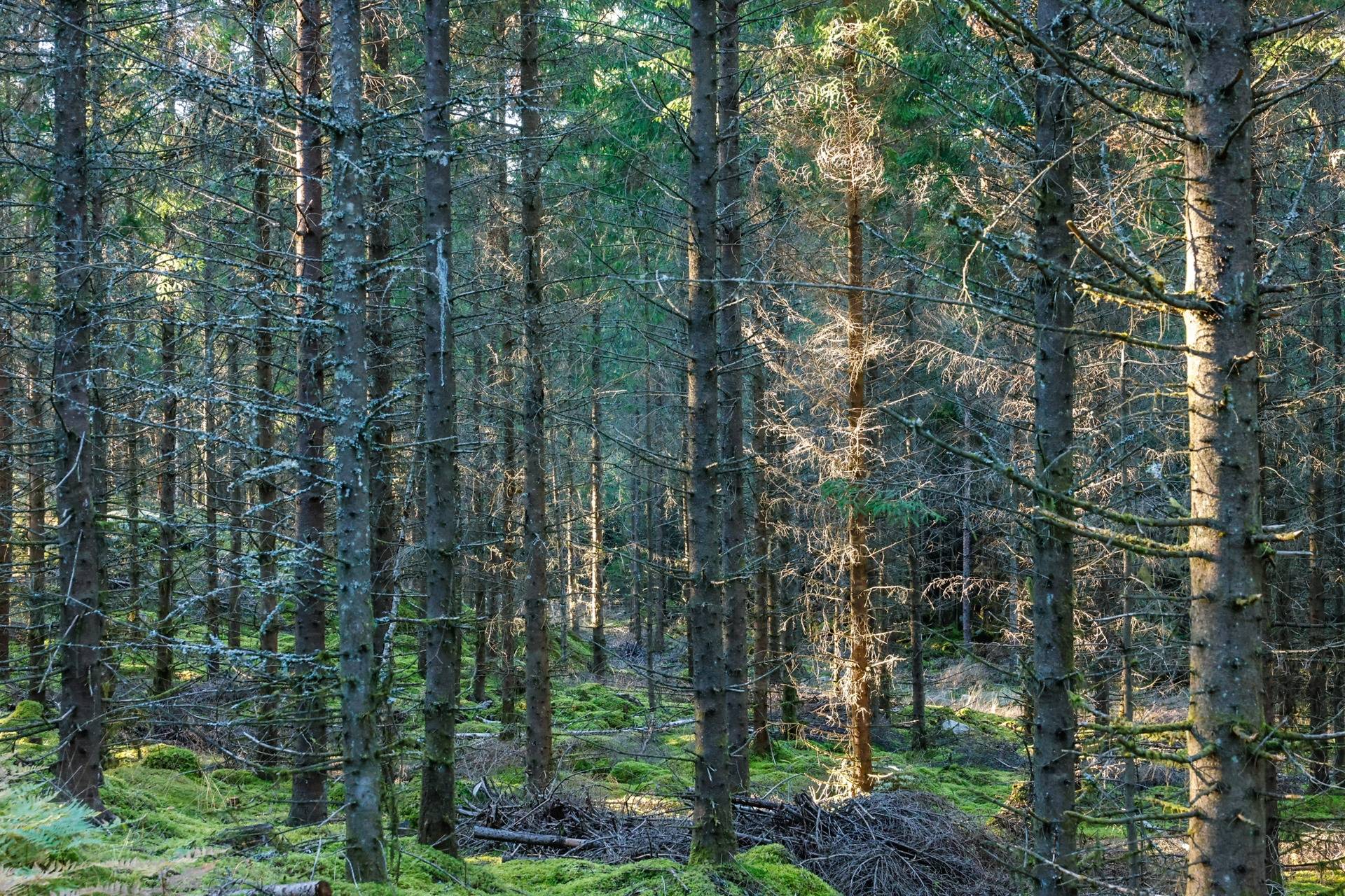 Gård/skog på SVENLJUNGA UGGLEBO 2:3 Örsås Svenljunga kommun - bild 35