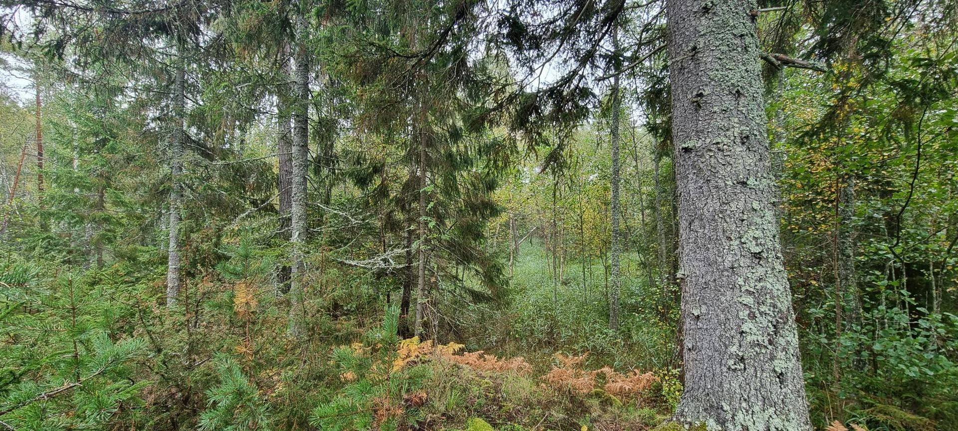 Gård/skog på Vamsta, intill naturreservatet Östhammars kommun - bild 17